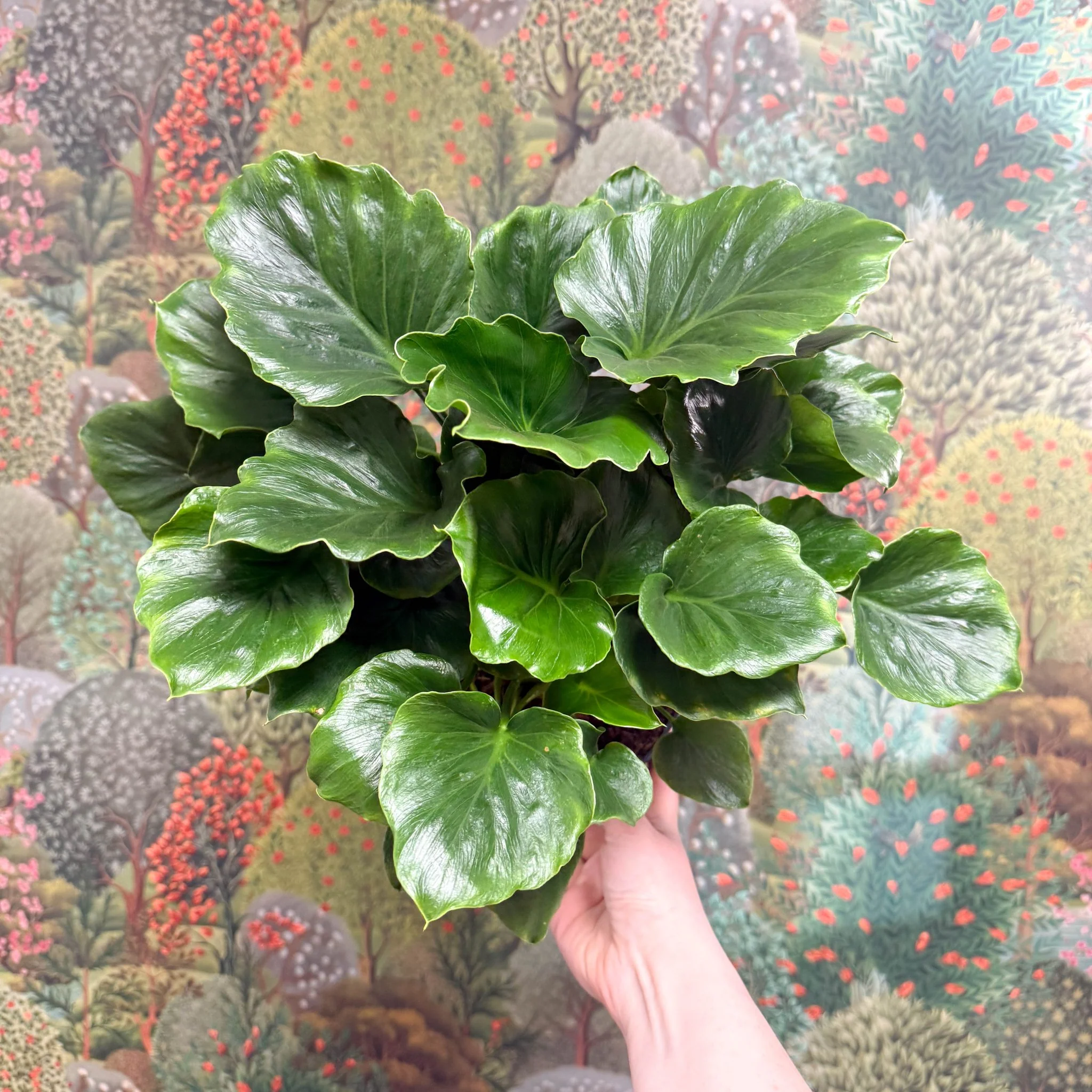 Philodendron ‘Grizzly’ - Image 8