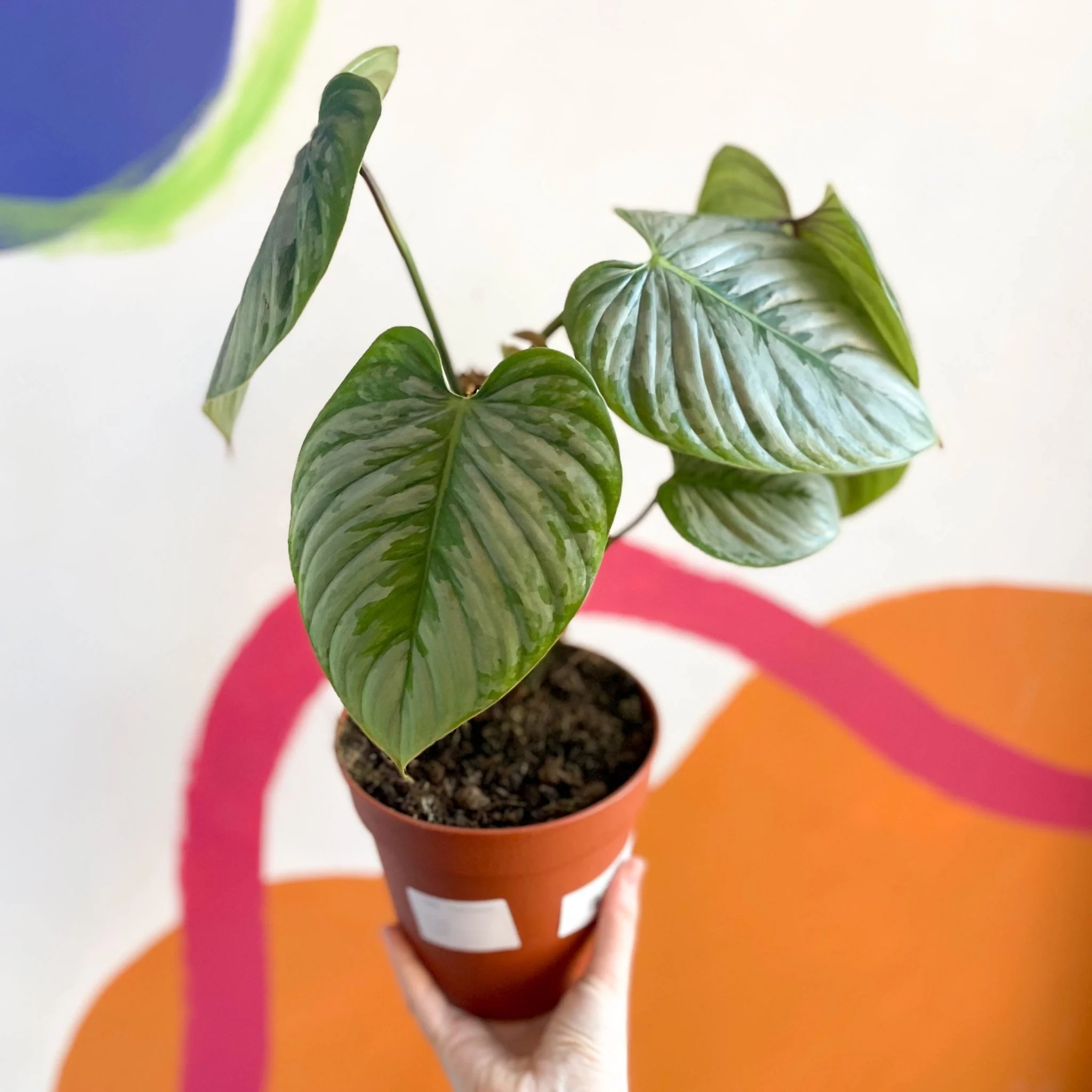 Philodendron sodiroi