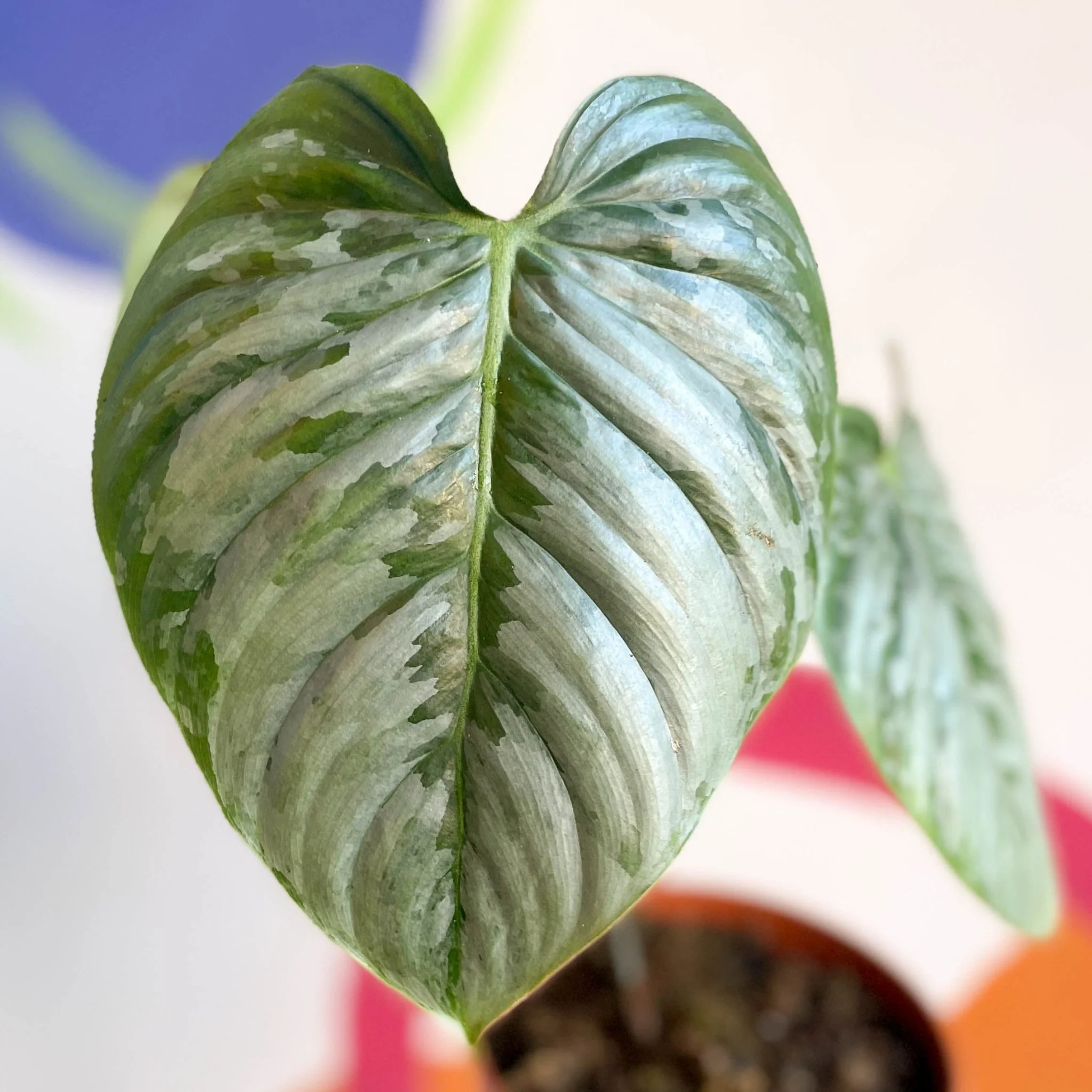 Philodendron sodiroi - Image 2