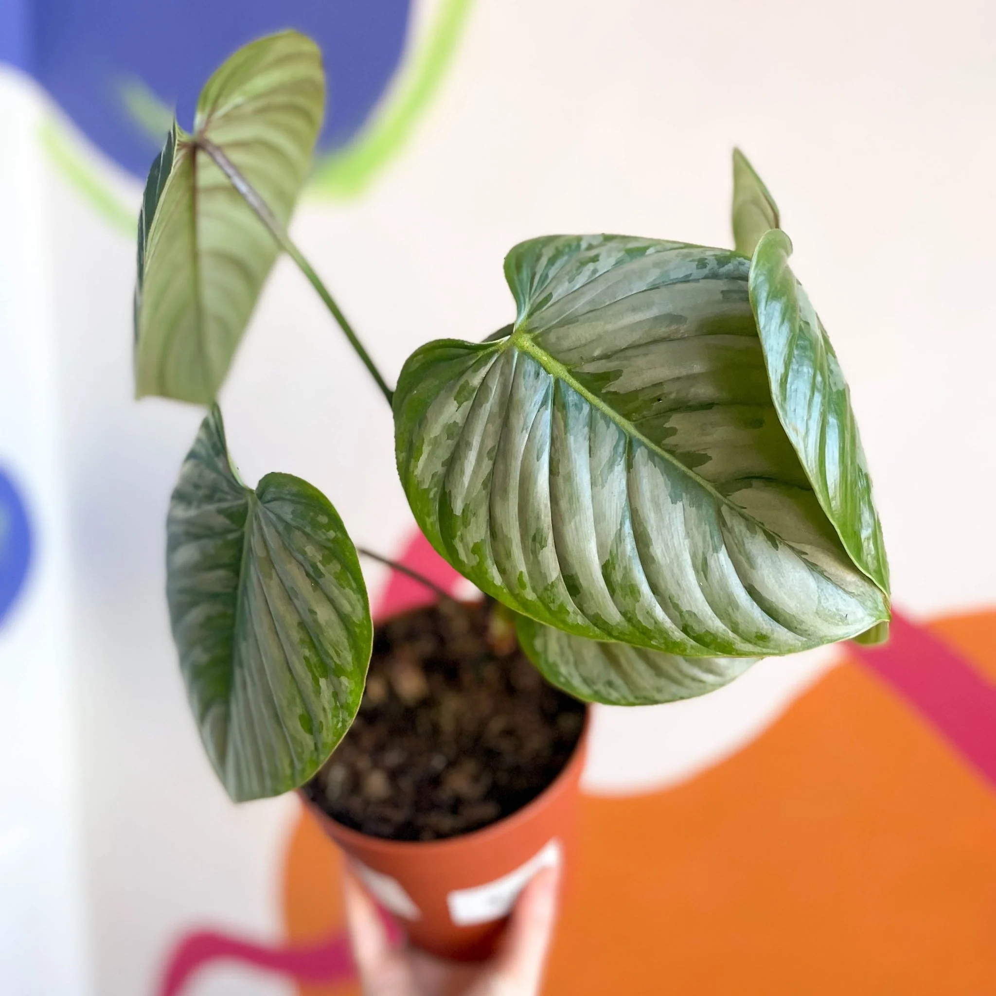 Philodendron sodiroi - Image 3