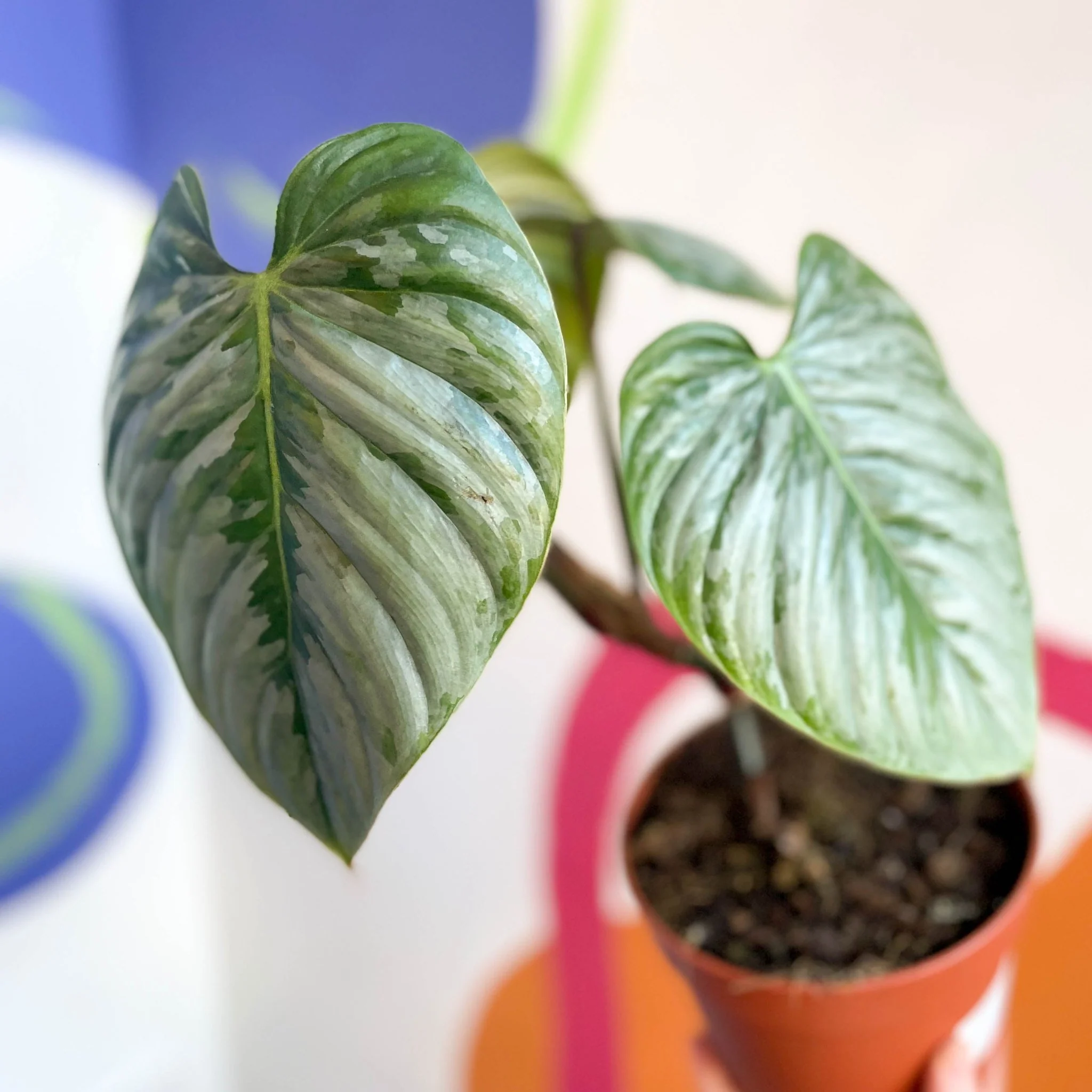 Philodendron sodiroi - Image 4