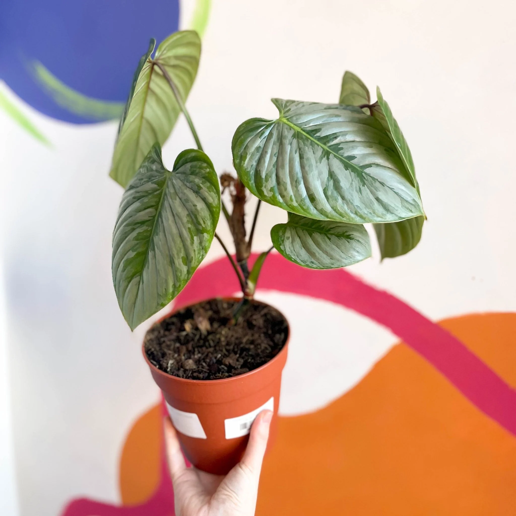 Philodendron sodiroi - Image 5
