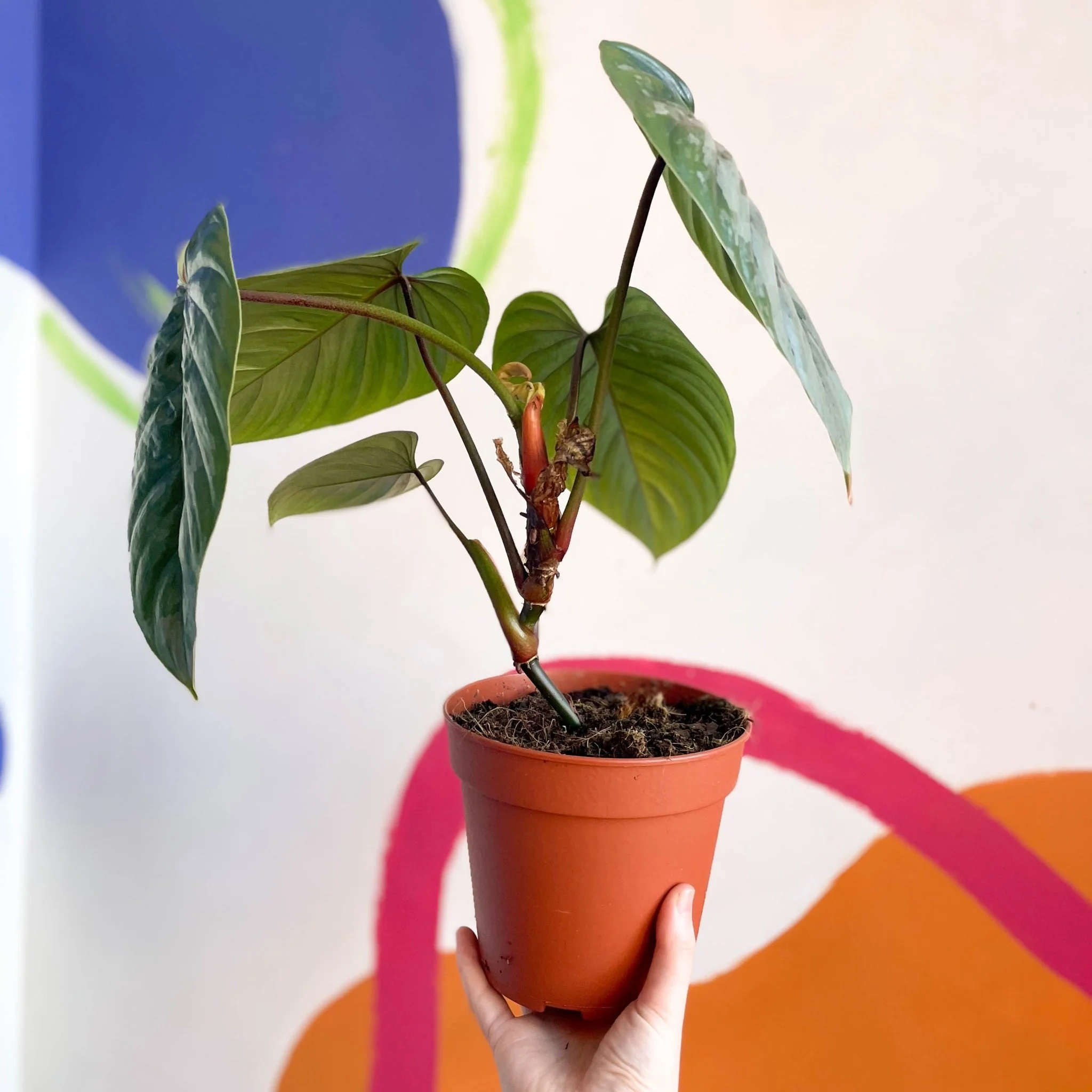 Philodendron sodiroi - Image 6