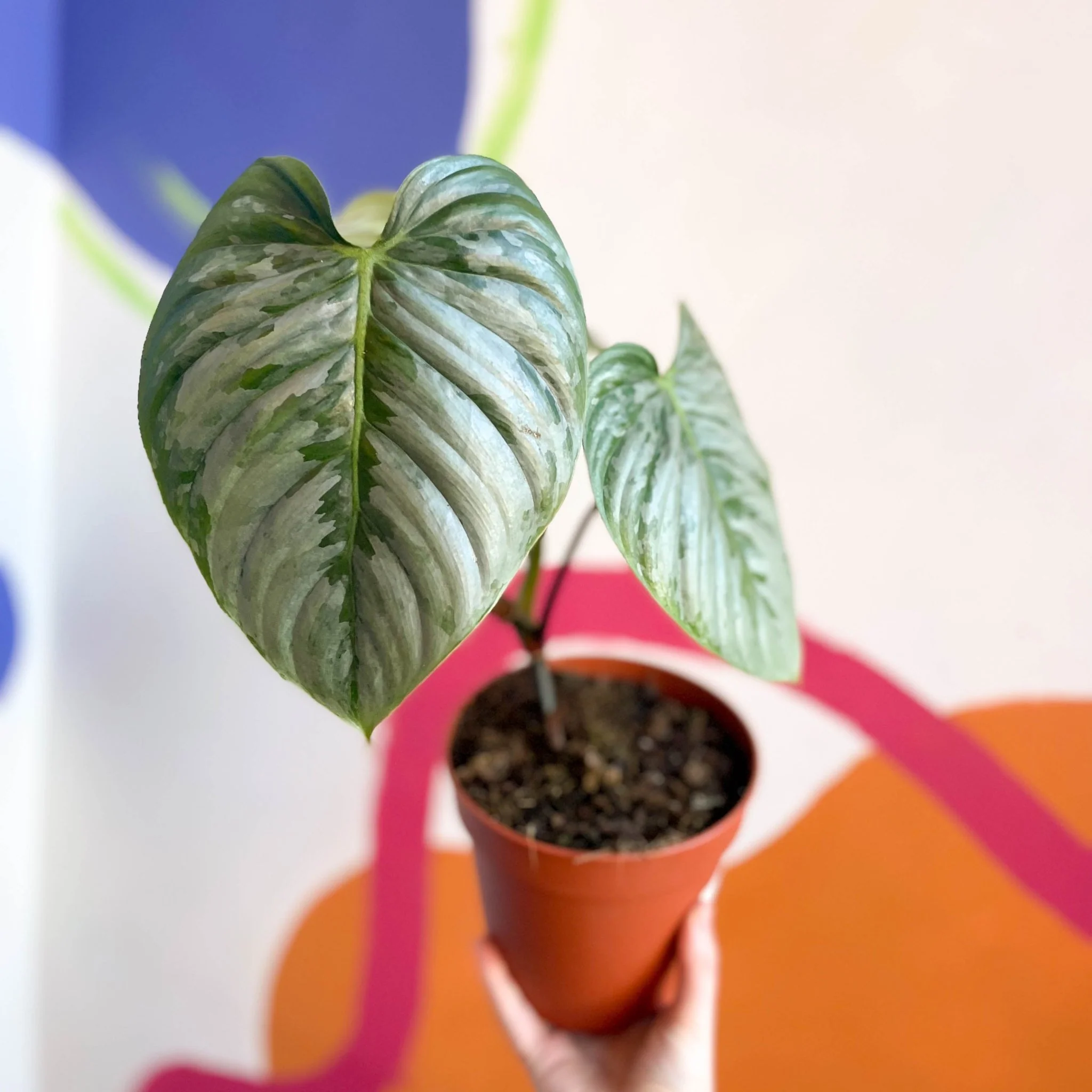 Philodendron sodiroi - Image 7