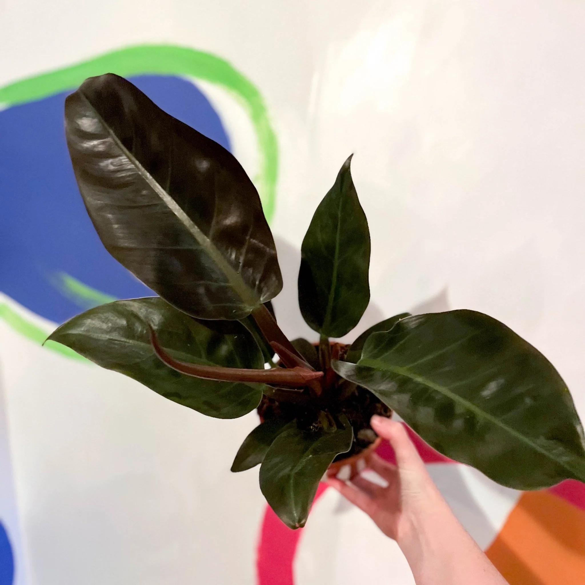 Philodendron erubescens 'Imperial Red'