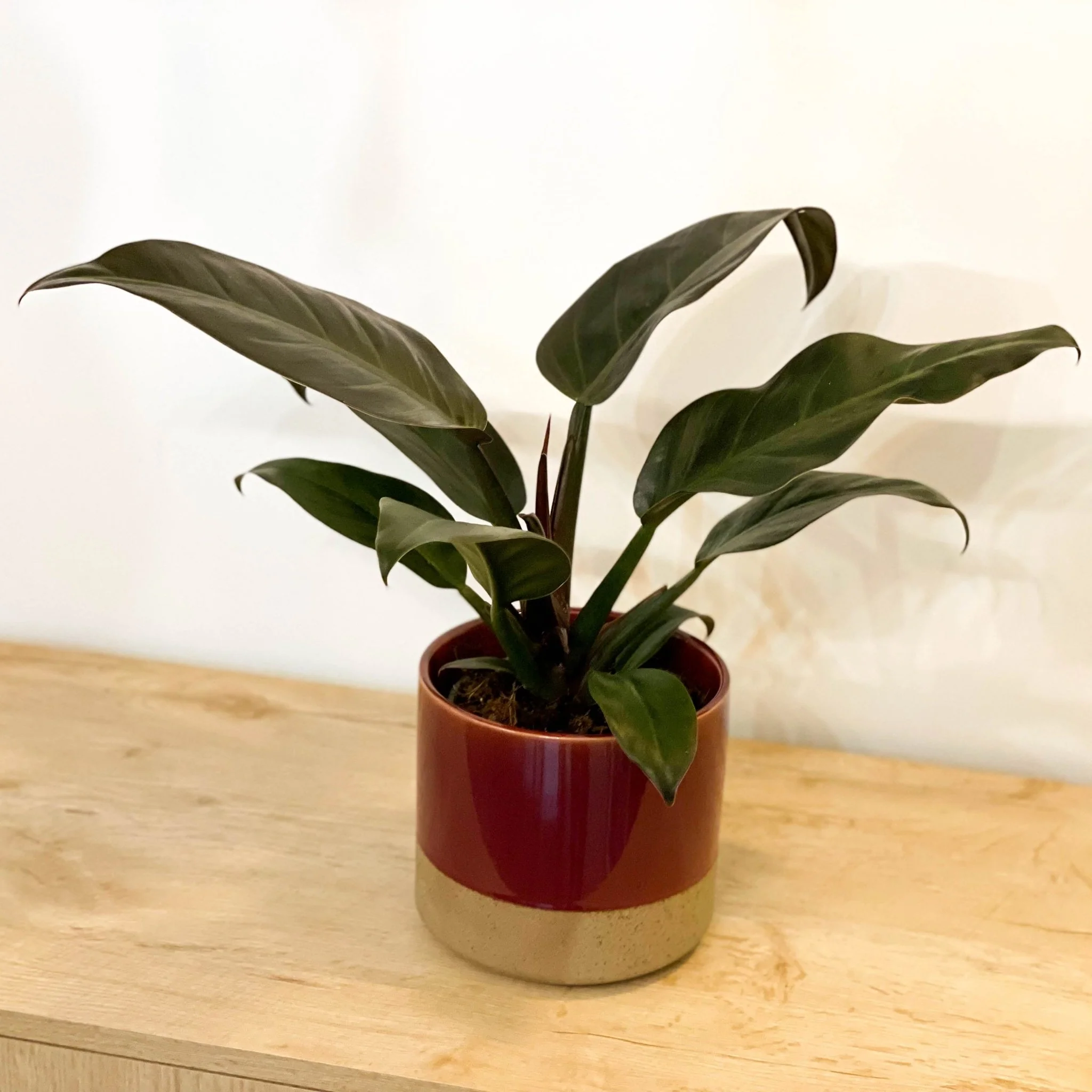 Philodendron erubescens 'Imperial Red' - Image 10