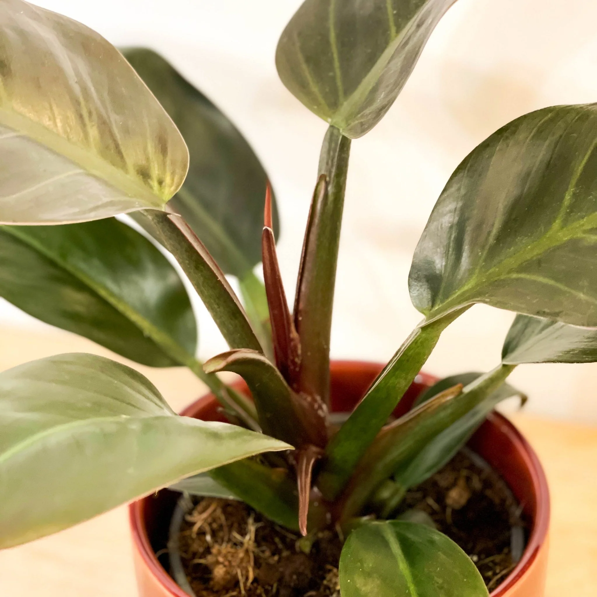 Philodendron erubescens 'Imperial Red' - Image 11