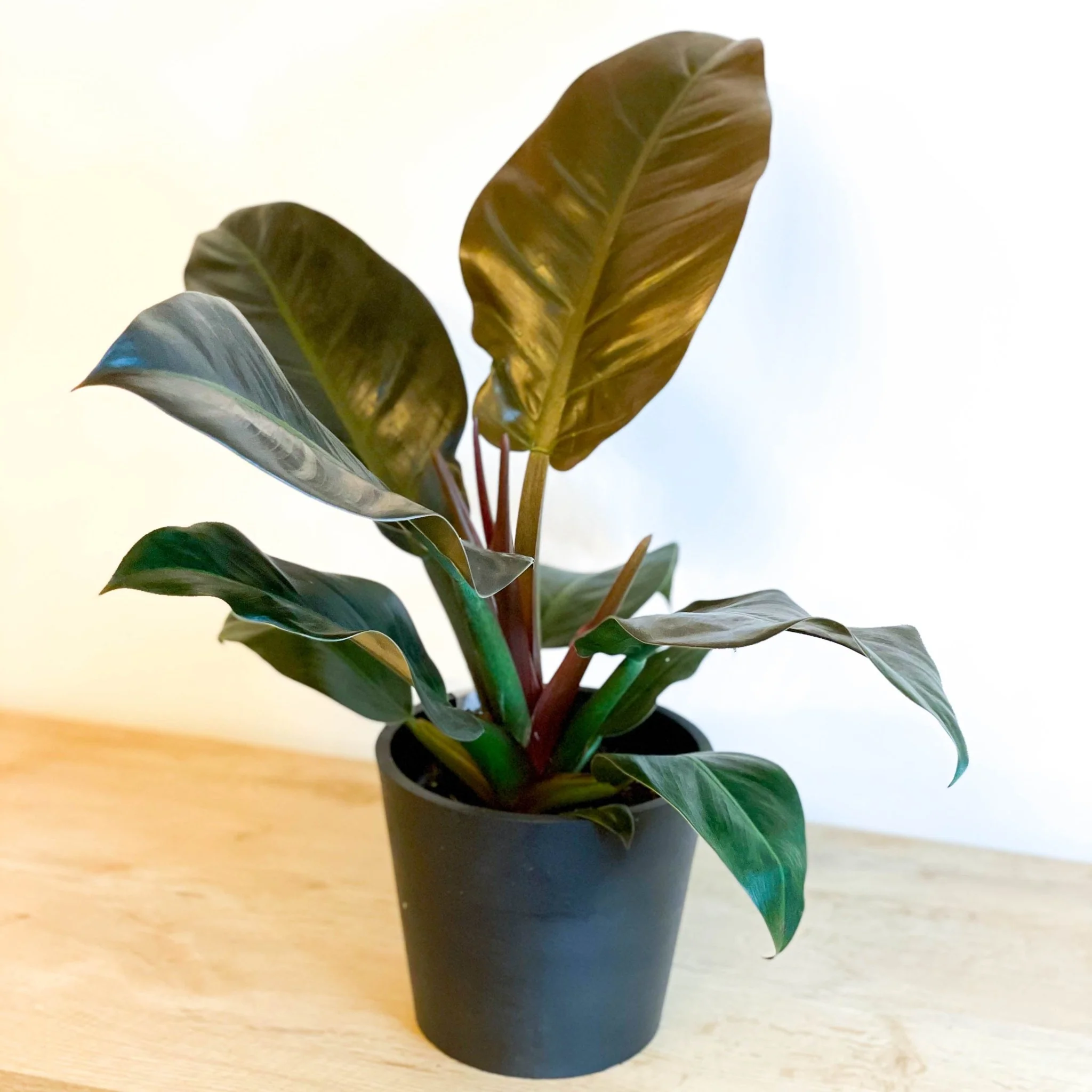 Philodendron erubescens 'Imperial Red' - Image 12
