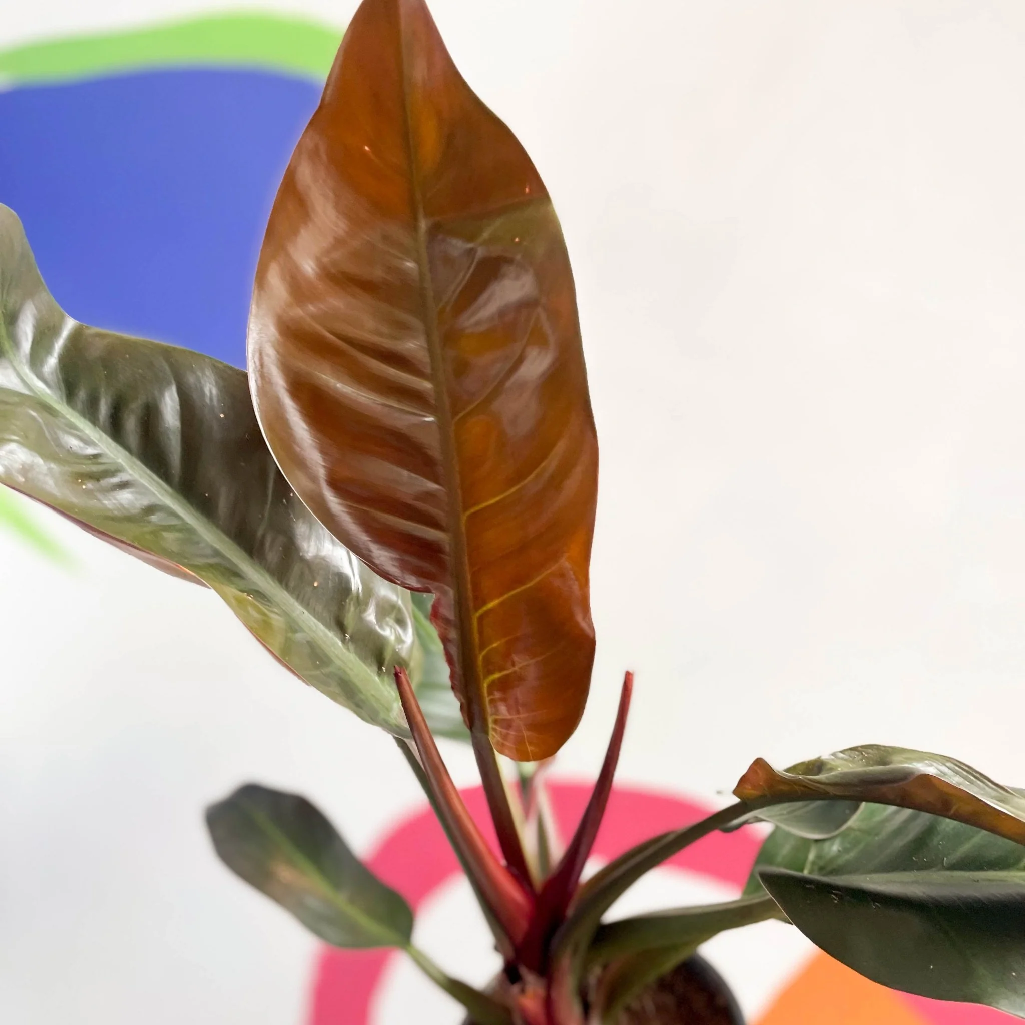 Philodendron erubescens 'Imperial Red' - Image 13