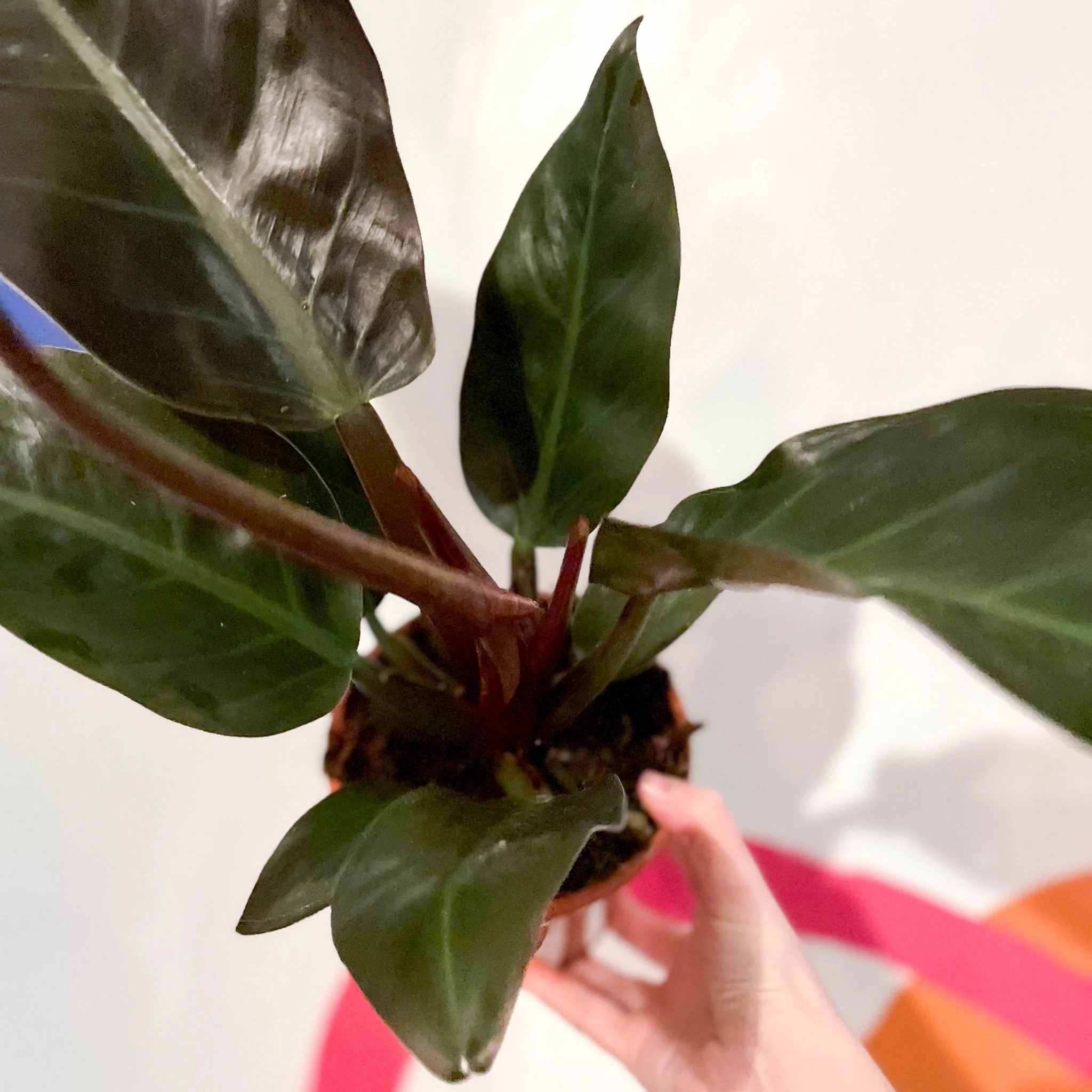 Philodendron erubescens 'Imperial Red' - Image 2