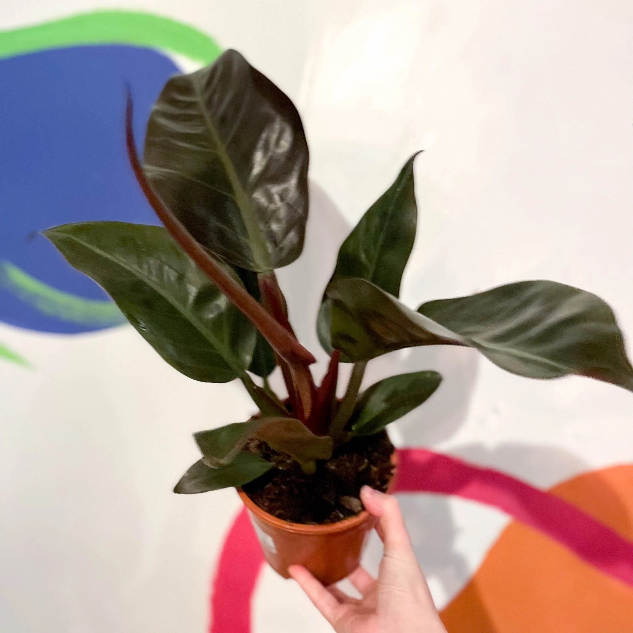 Philodendron erubescens 'Imperial Red' - Image 3