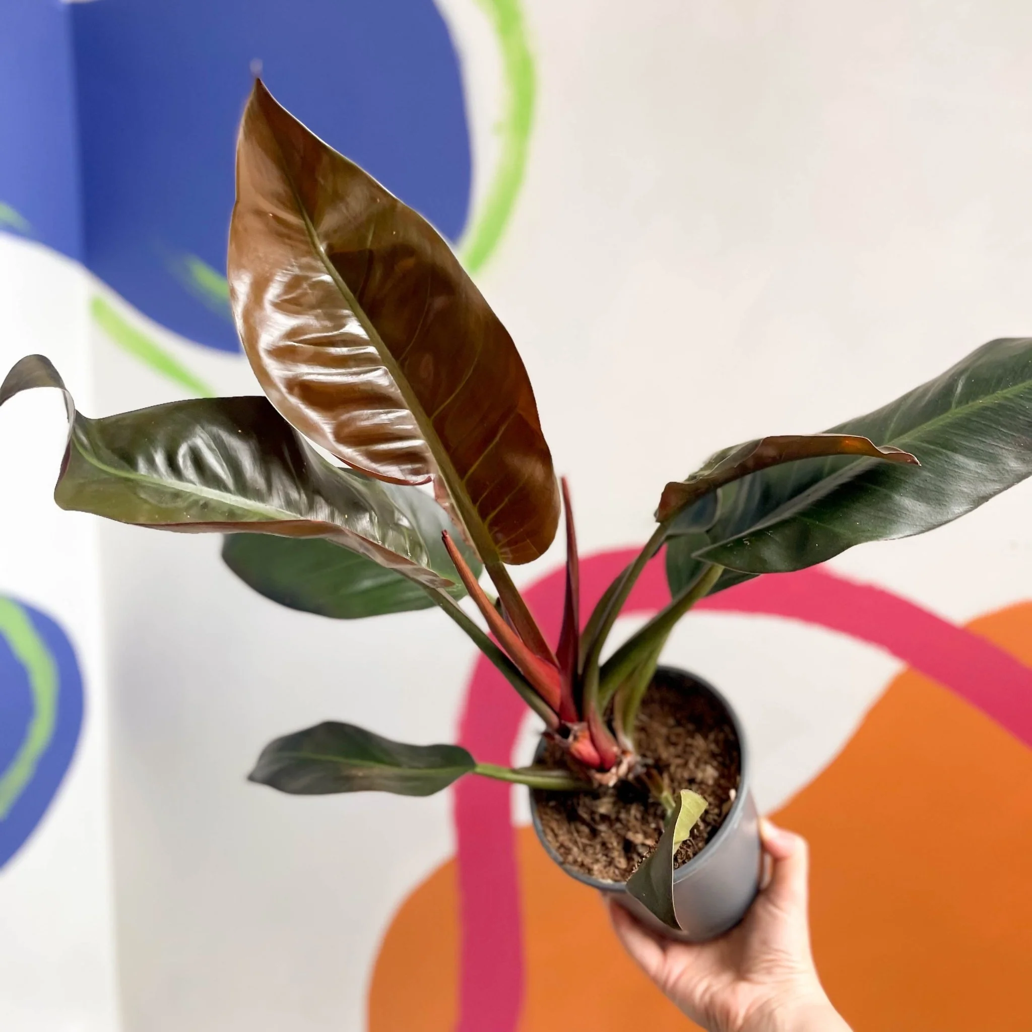 Philodendron erubescens 'Imperial Red' - Image 4