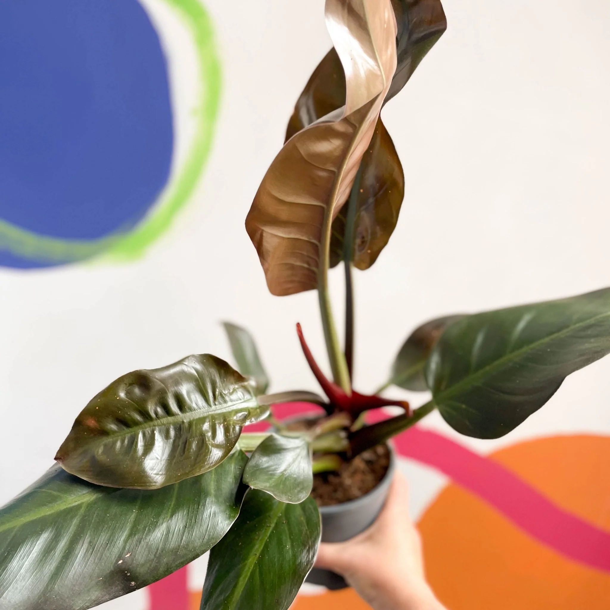 Philodendron erubescens 'Imperial Red' - Image 5