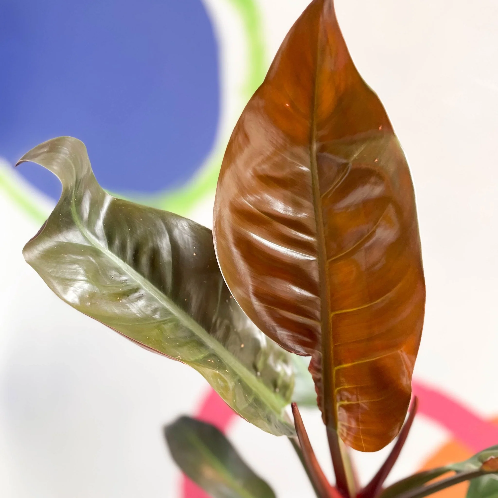 Philodendron erubescens 'Imperial Red' - Image 6
