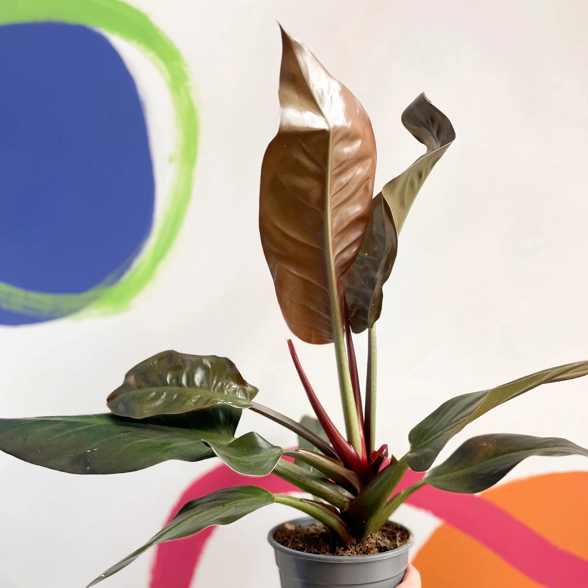 Philodendron erubescens 'Imperial Red' - Image 7