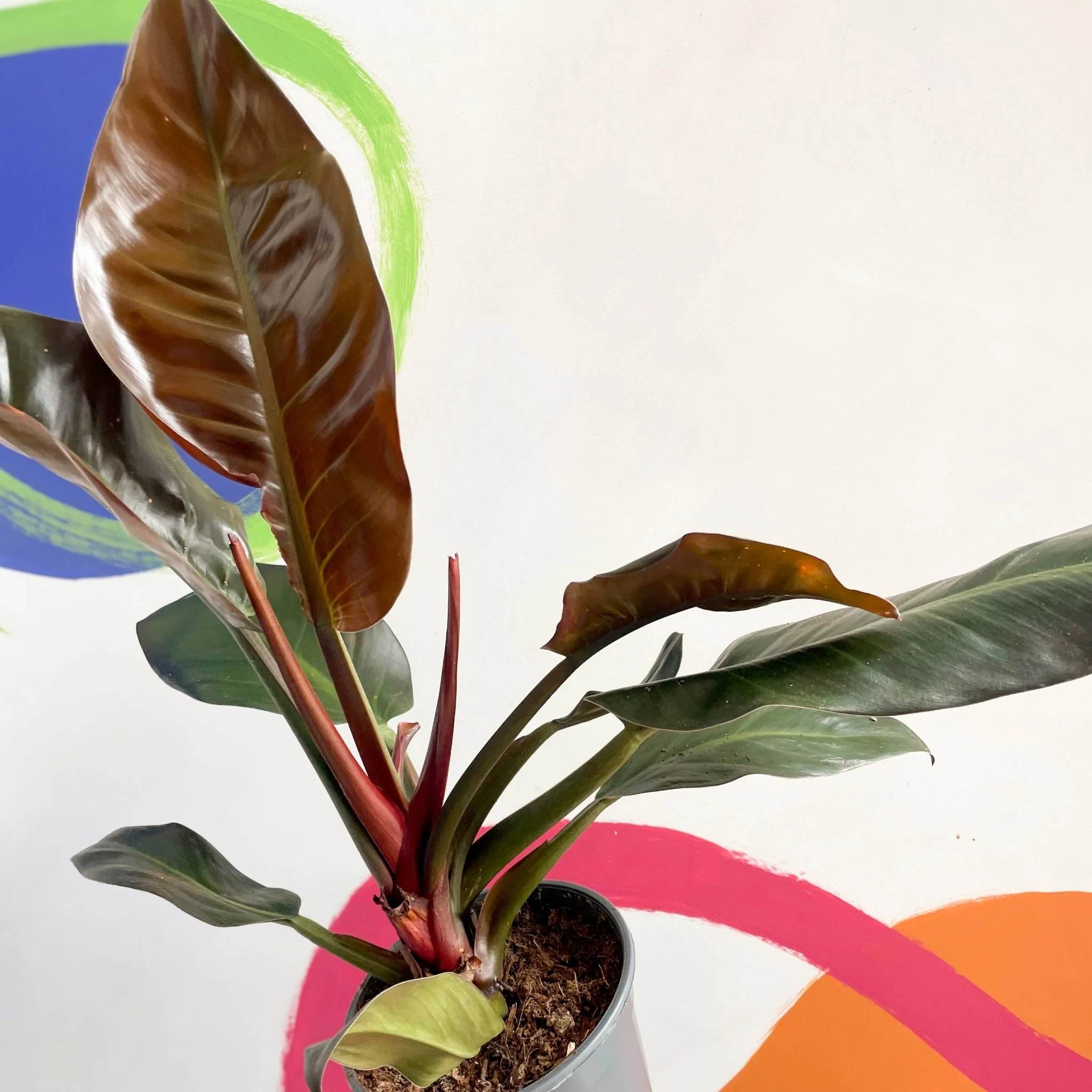 Philodendron erubescens 'Imperial Red' - Image 8