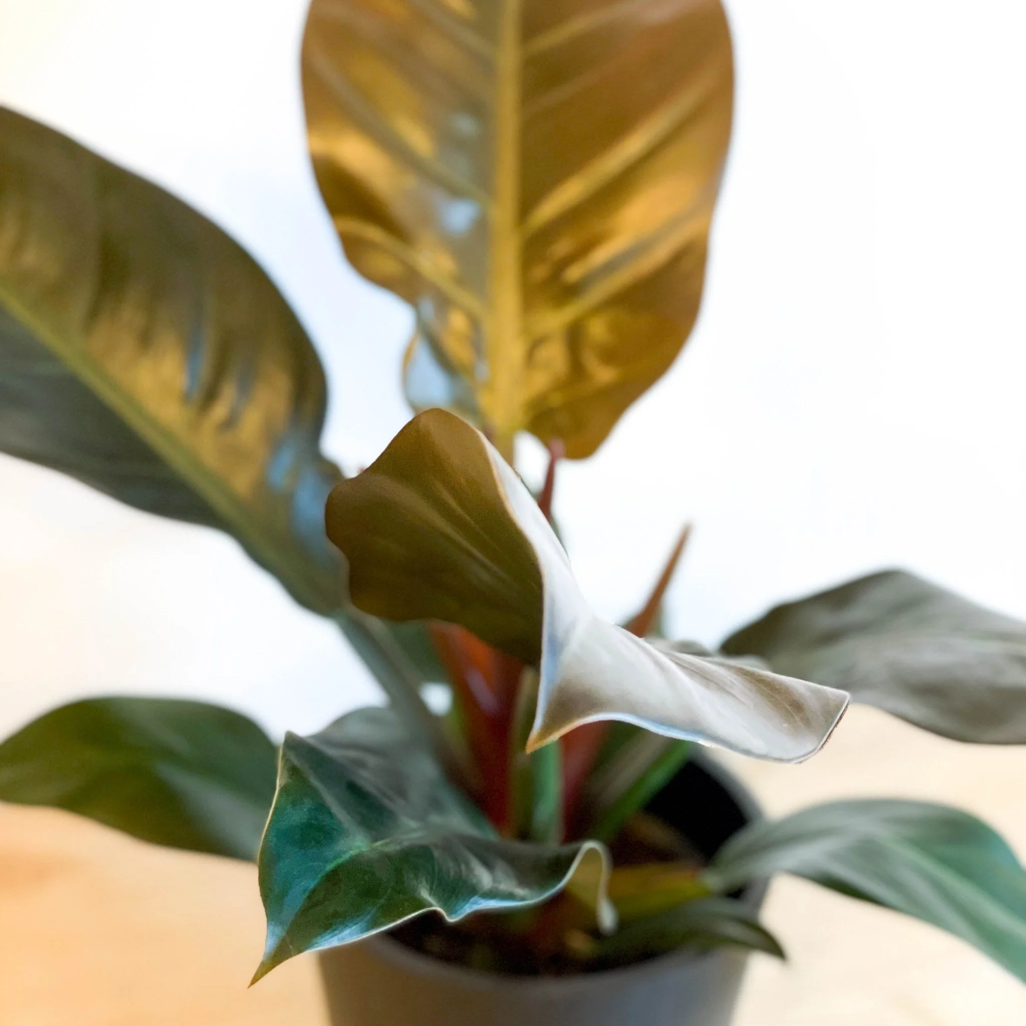 Philodendron erubescens 'Imperial Red' - Image 9