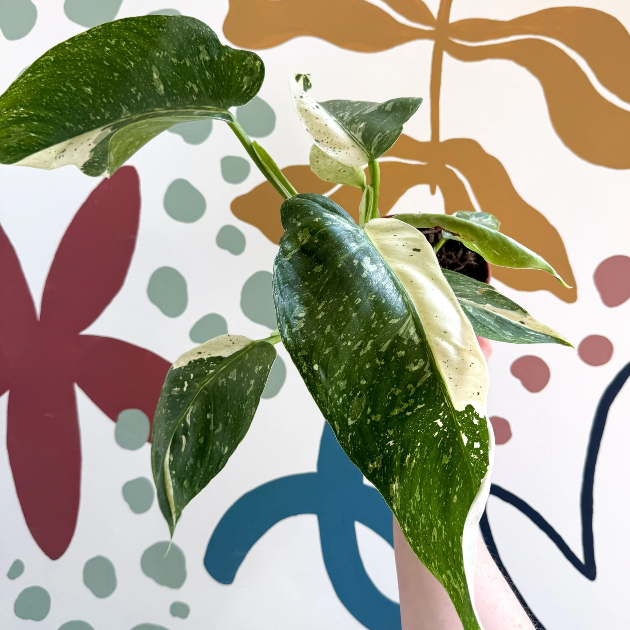 Philodendron ‘Jose Buono’ – Variegated Giant Leaf Philodendron