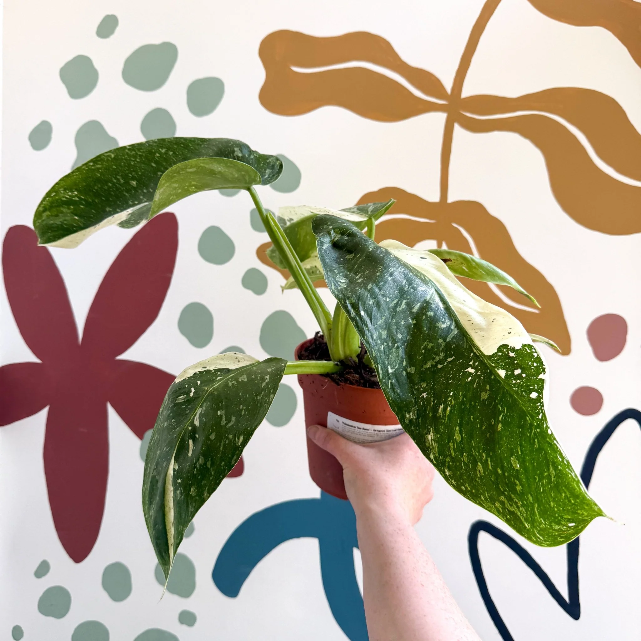 Philodendron ‘Jose Buono’ – Variegated Giant Leaf Philodendron - Image 10