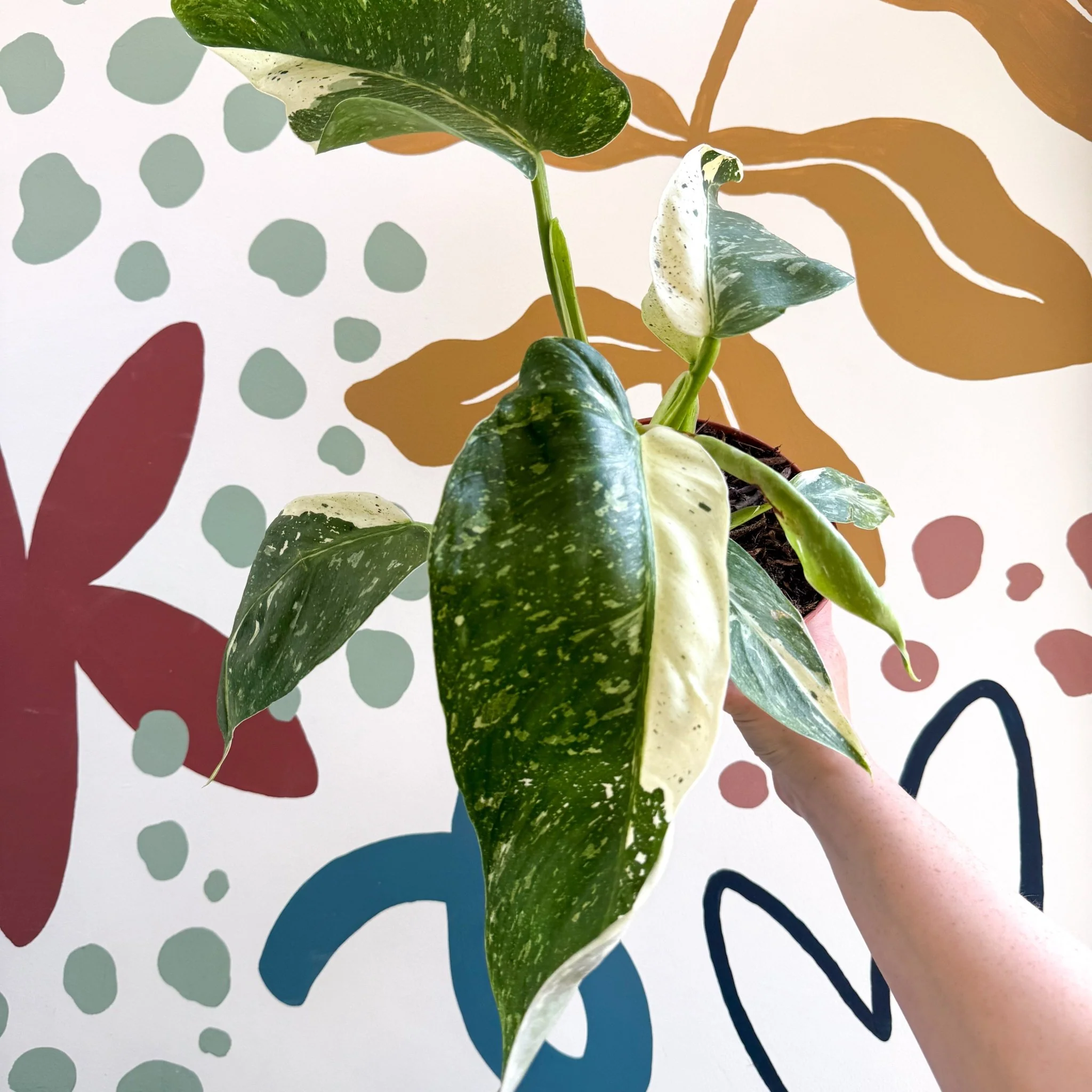 Philodendron ‘Jose Buono’ – Variegated Giant Leaf Philodendron - Image 11
