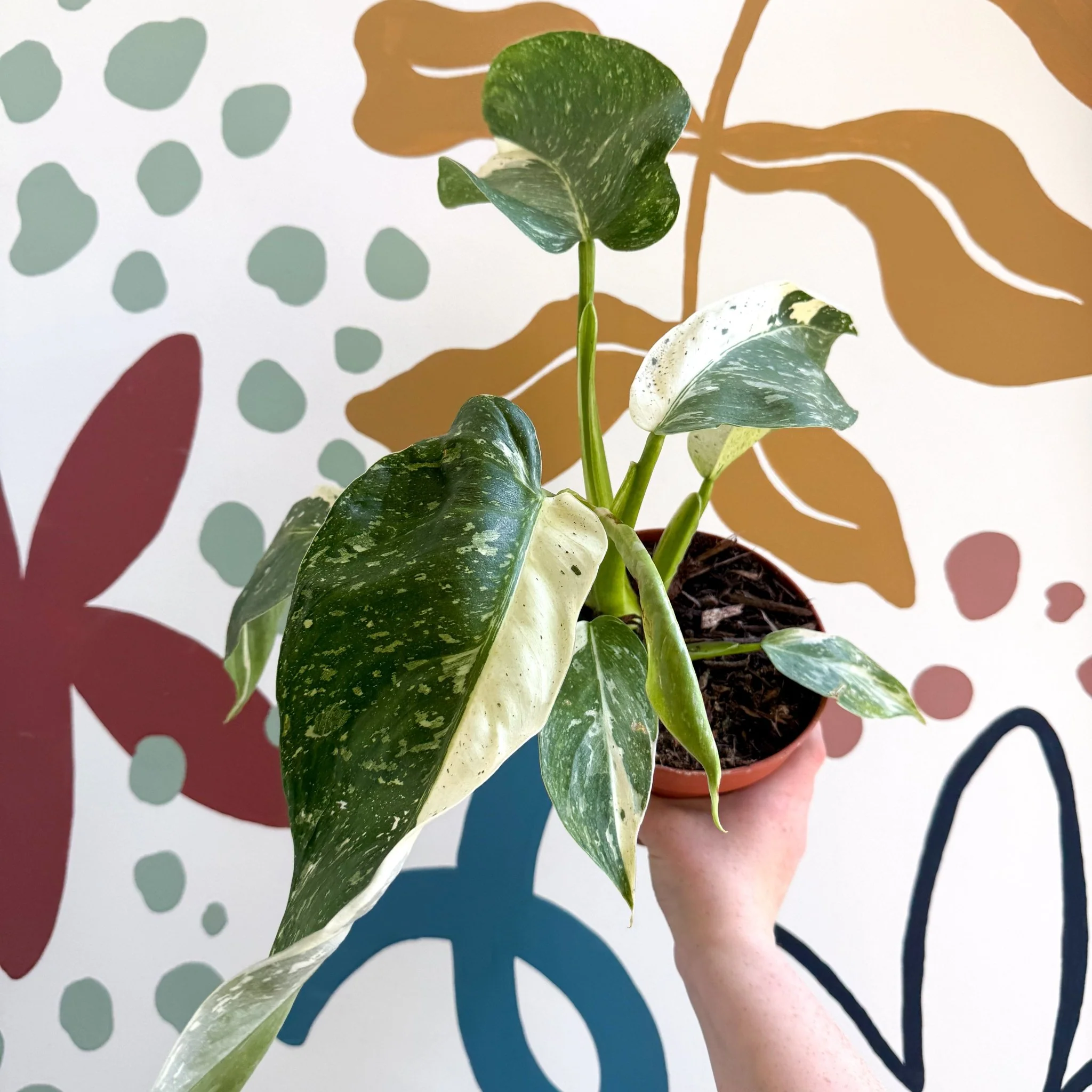 Philodendron ‘Jose Buono’ – Variegated Giant Leaf Philodendron - Image 12