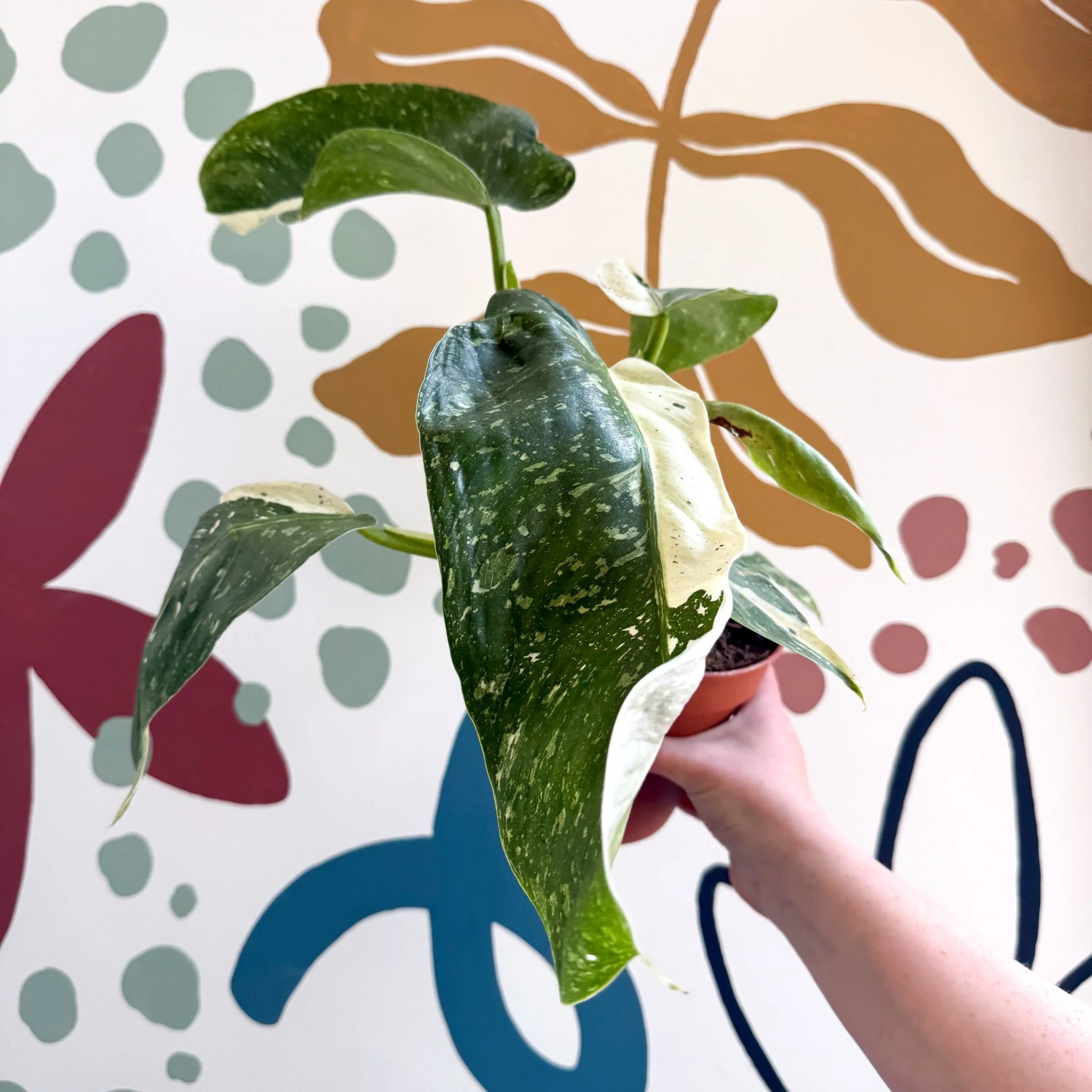 Philodendron ‘Jose Buono’ – Variegated Giant Leaf Philodendron - Image 13