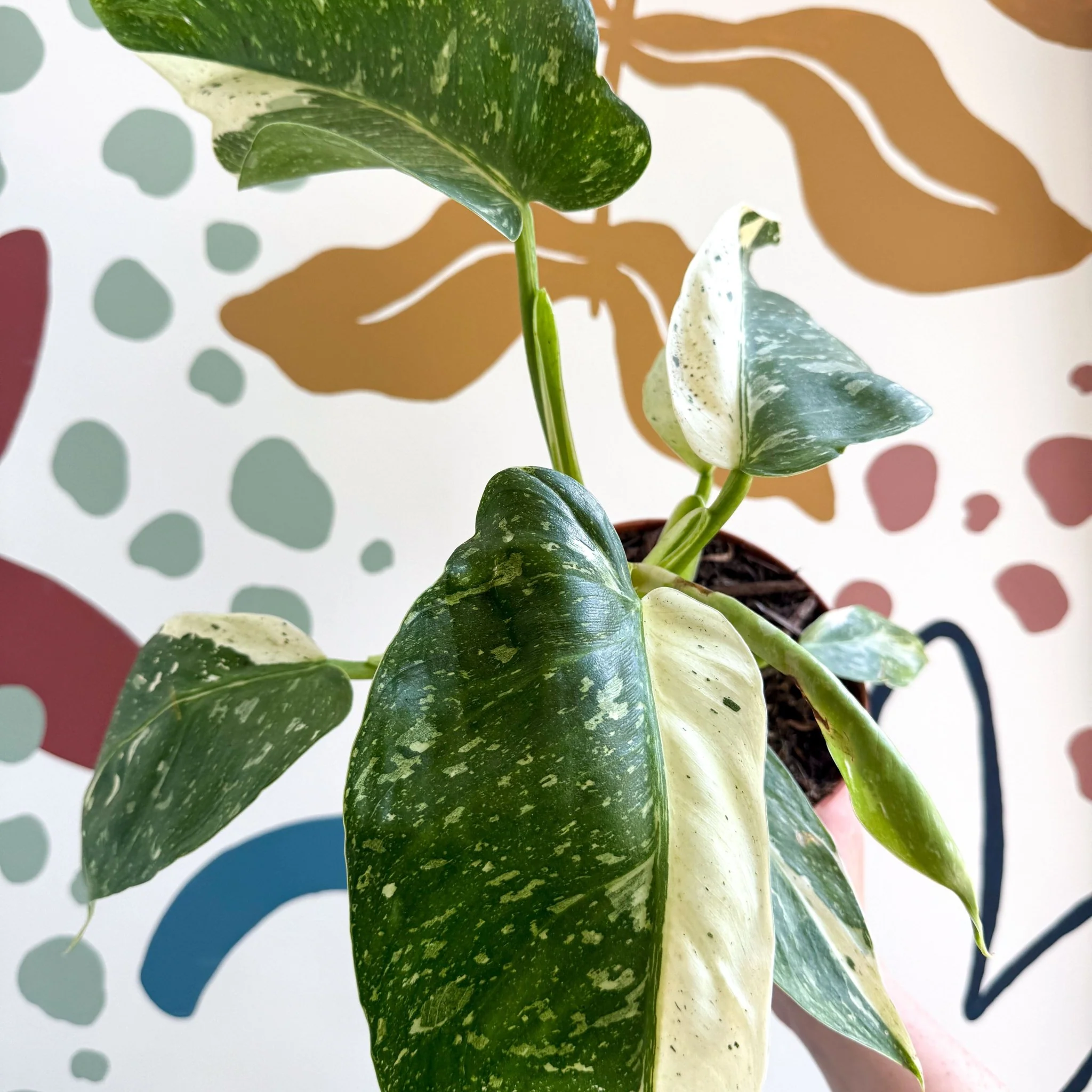 Philodendron ‘Jose Buono’ – Variegated Giant Leaf Philodendron - Image 14