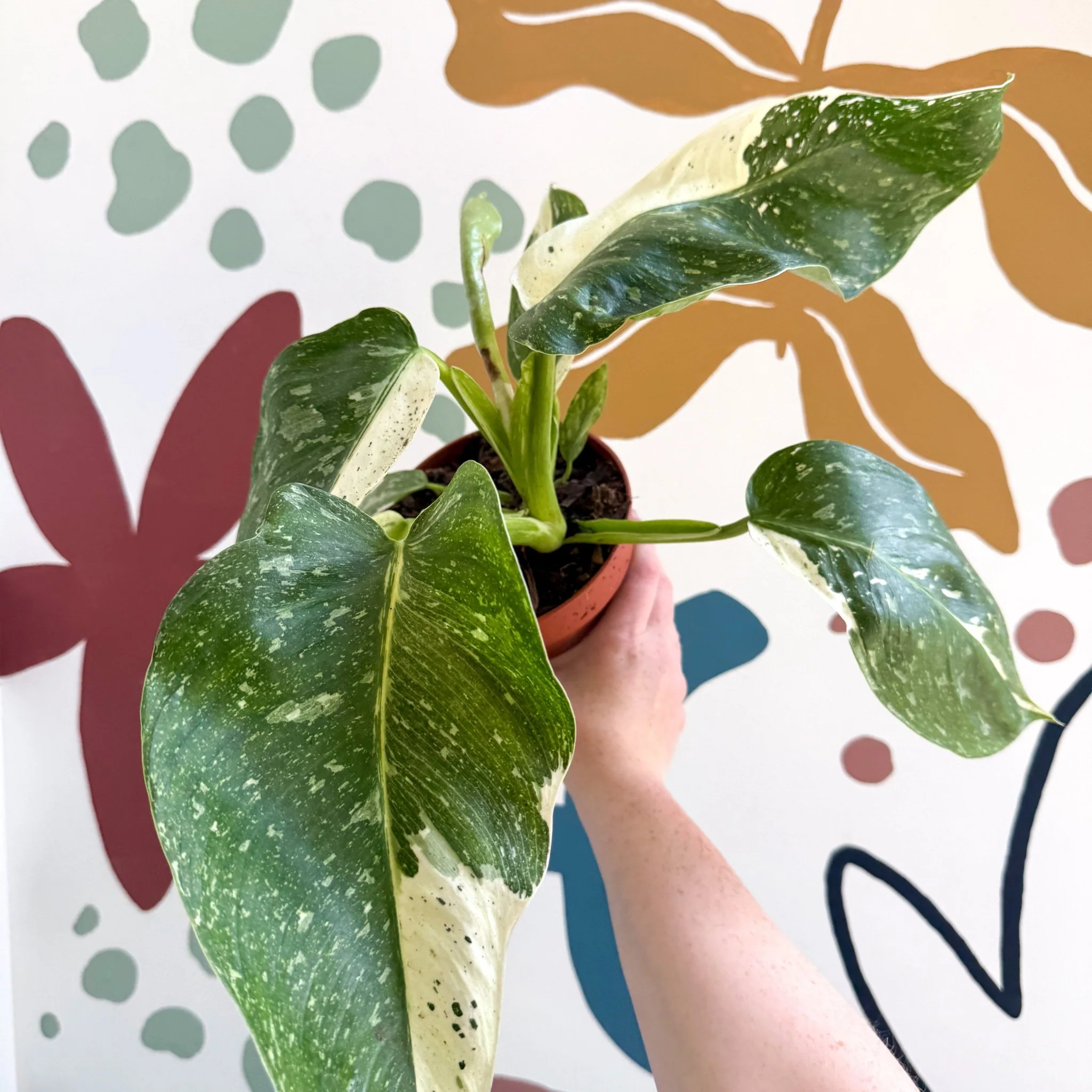 Philodendron ‘Jose Buono’ – Variegated Giant Leaf Philodendron - Image 15