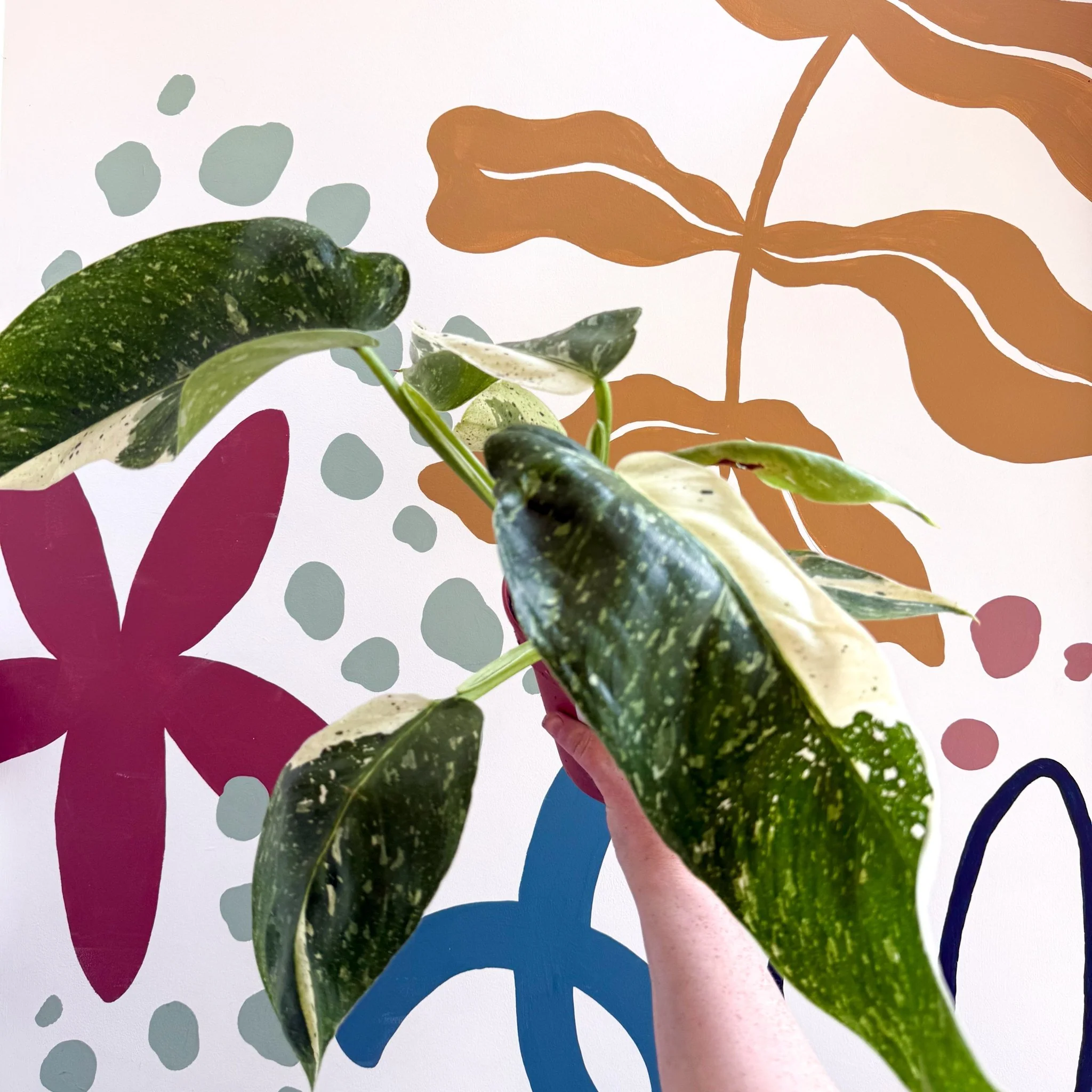 Philodendron ‘Jose Buono’ – Variegated Giant Leaf Philodendron - Image 16