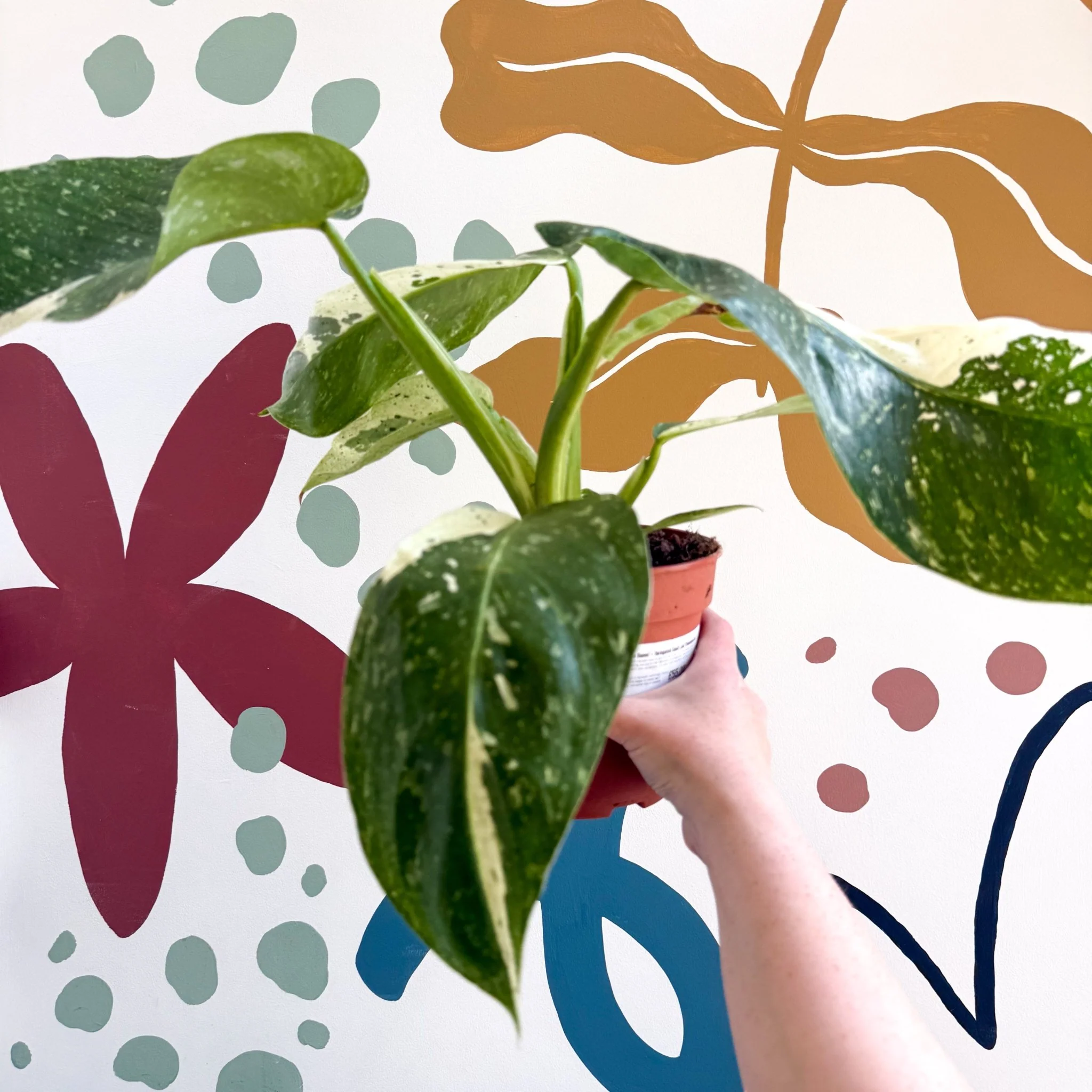 Philodendron ‘Jose Buono’ – Variegated Giant Leaf Philodendron - Image 17