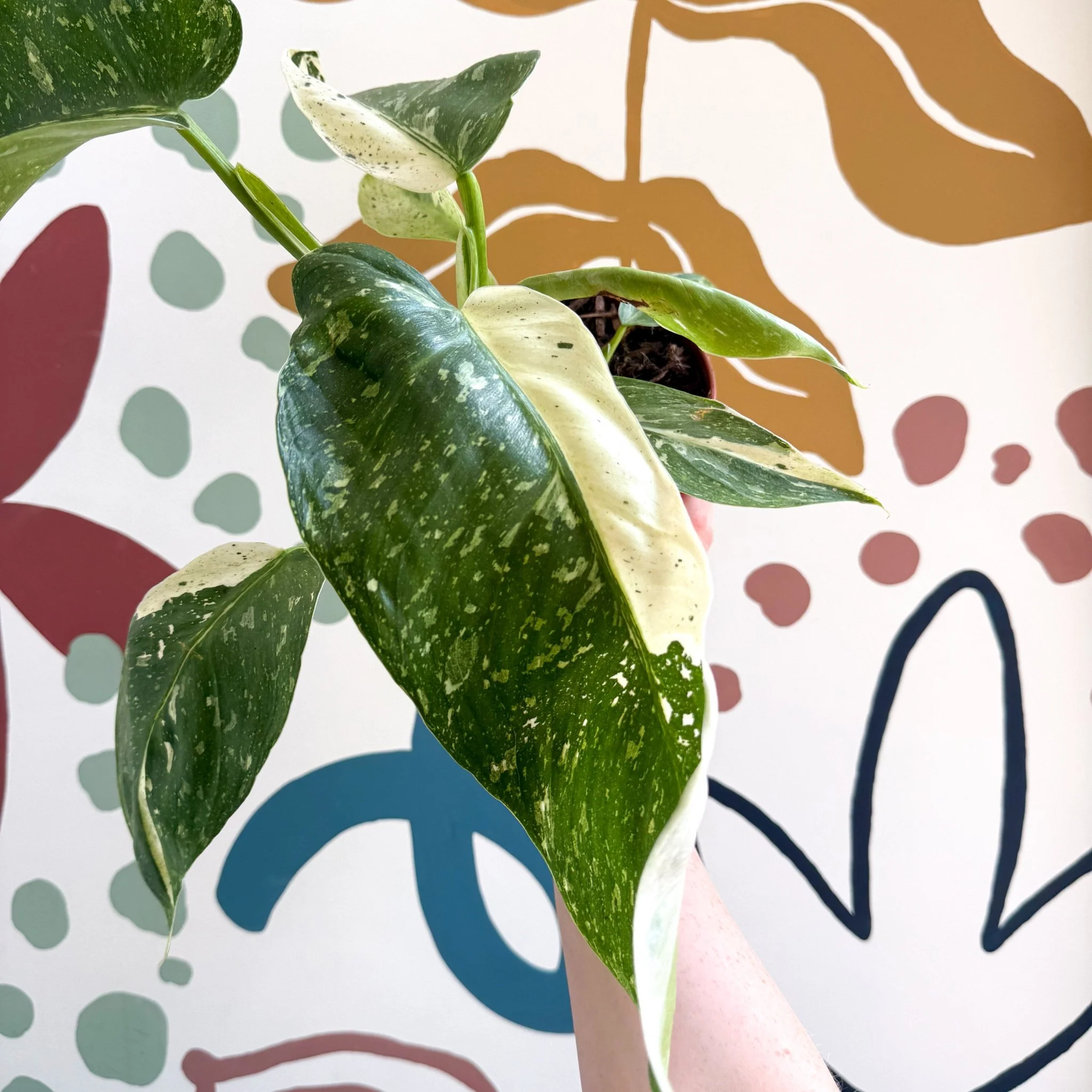 Philodendron ‘Jose Buono’ – Variegated Giant Leaf Philodendron - Image 18