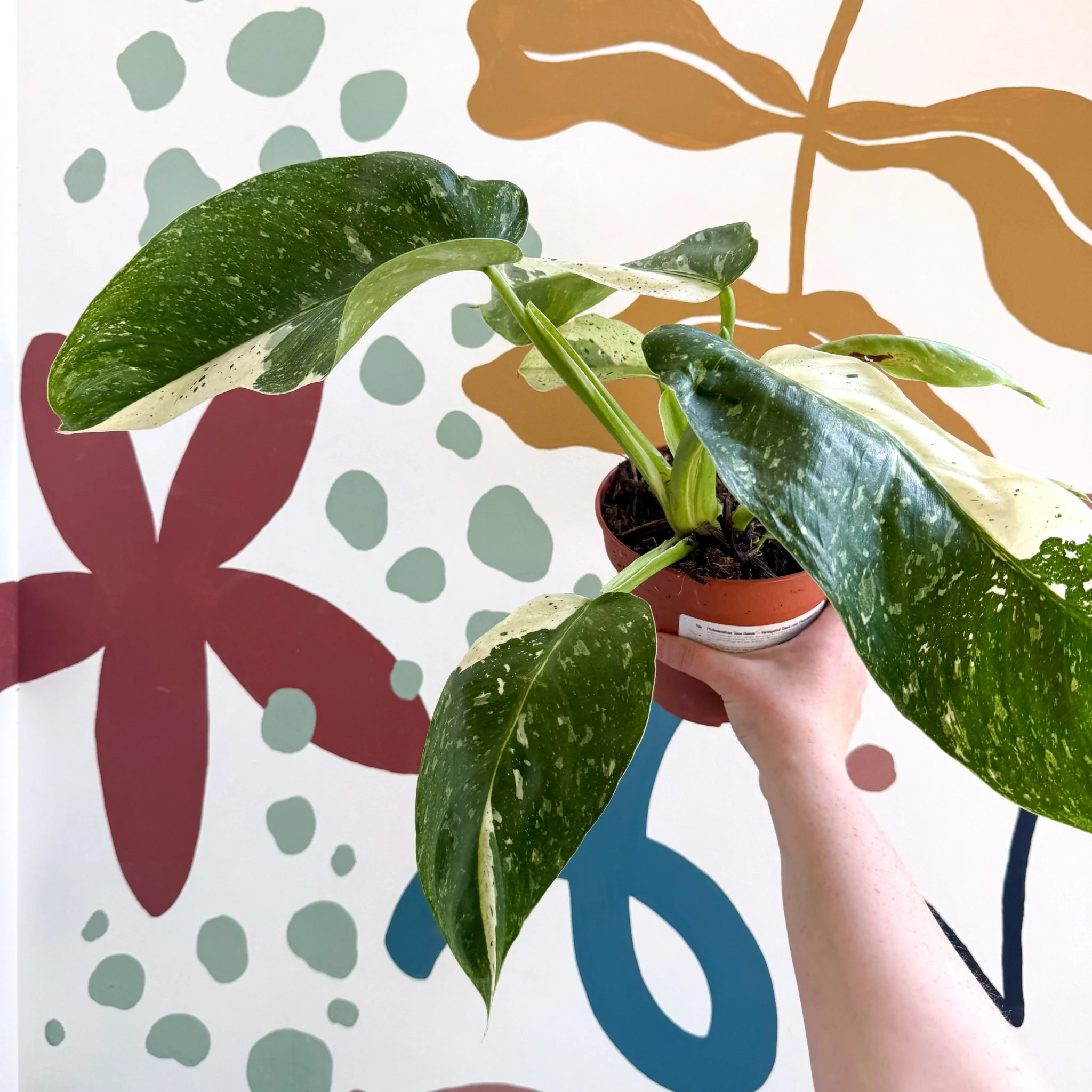 Philodendron ‘Jose Buono’ – Variegated Giant Leaf Philodendron - Image 19