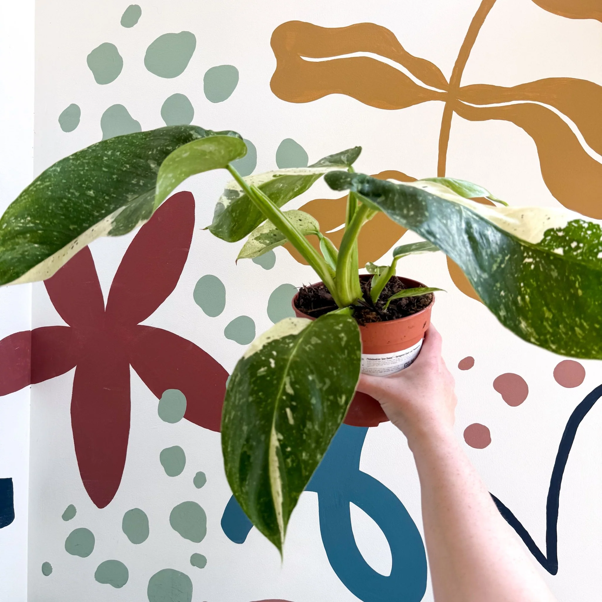 Philodendron ‘Jose Buono’ – Variegated Giant Leaf Philodendron - Image 2