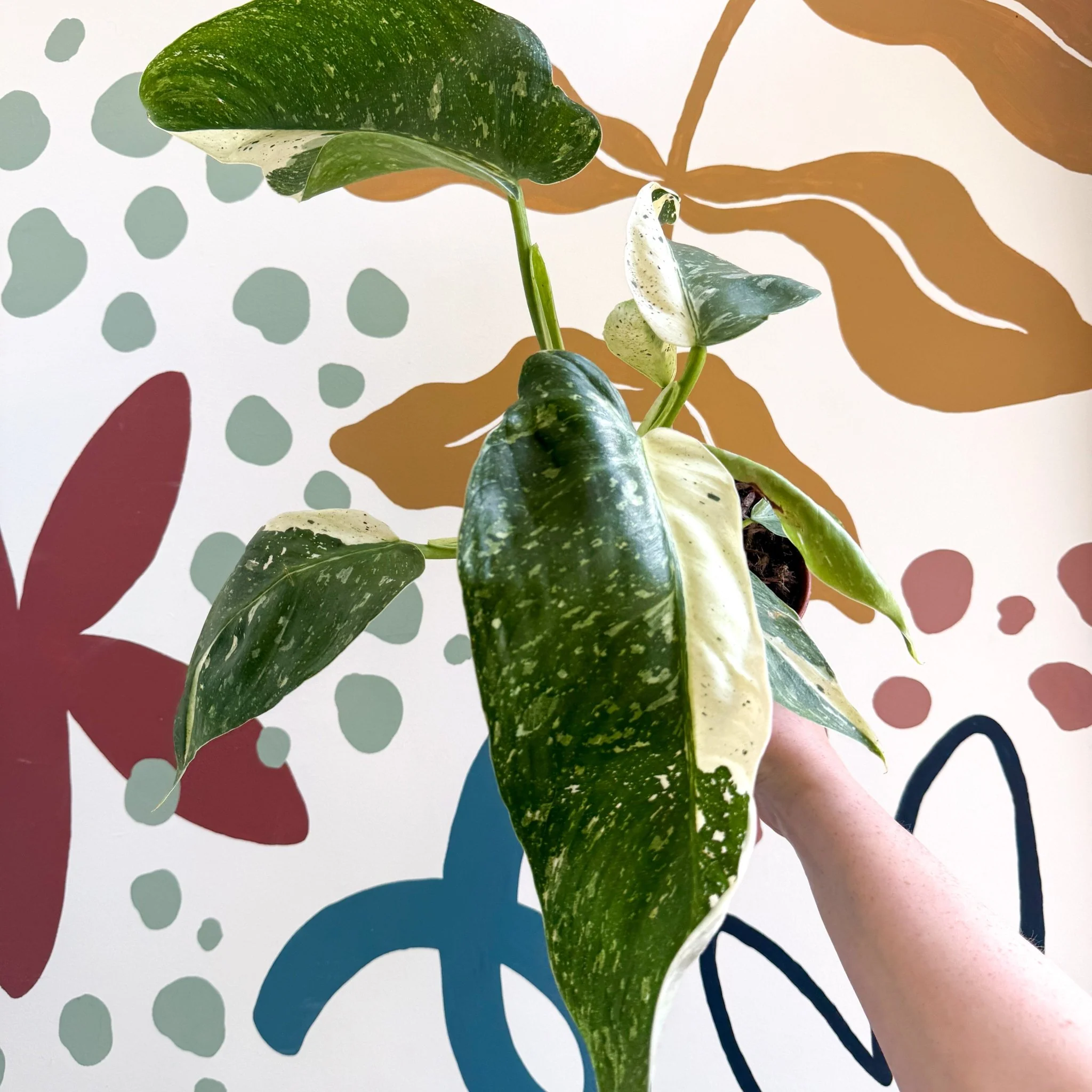 Philodendron ‘Jose Buono’ – Variegated Giant Leaf Philodendron - Image 20
