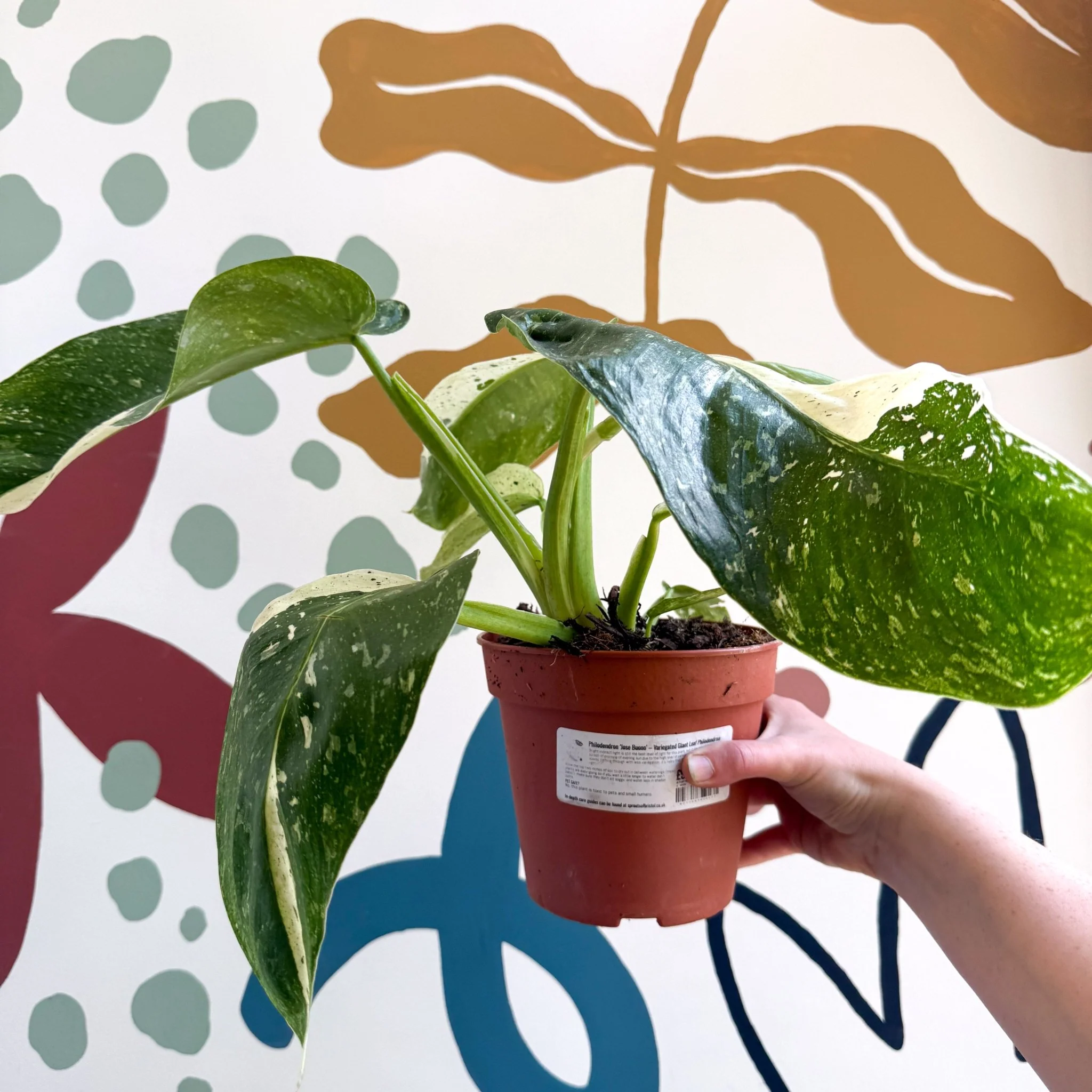 Philodendron ‘Jose Buono’ – Variegated Giant Leaf Philodendron - Image 21
