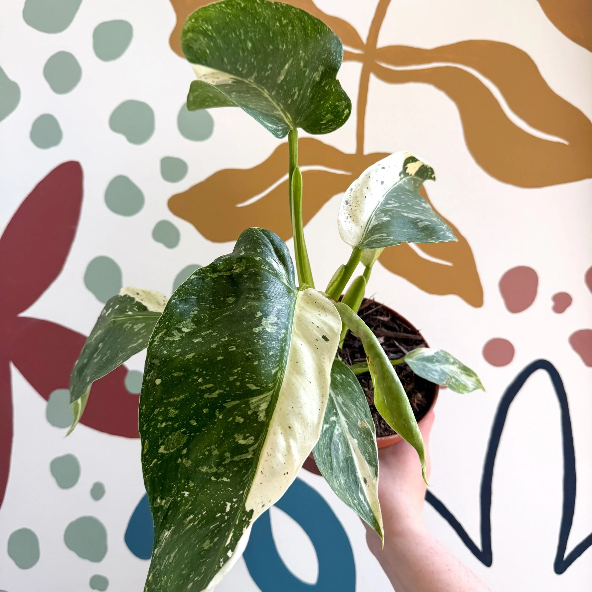 Philodendron ‘Jose Buono’ – Variegated Giant Leaf Philodendron - Image 22