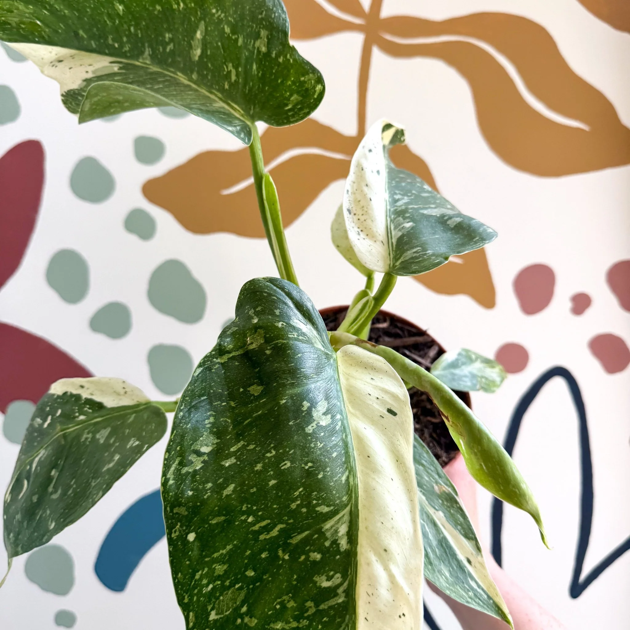 Philodendron ‘Jose Buono’ – Variegated Giant Leaf Philodendron - Image 23