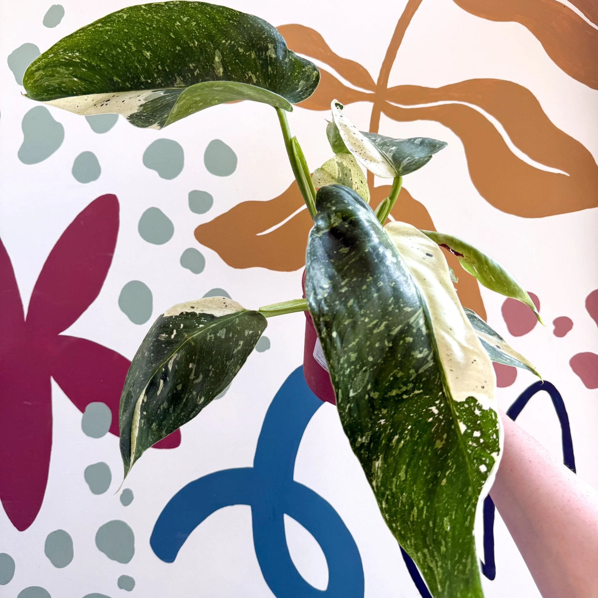 Philodendron ‘Jose Buono’ – Variegated Giant Leaf Philodendron - Image 3