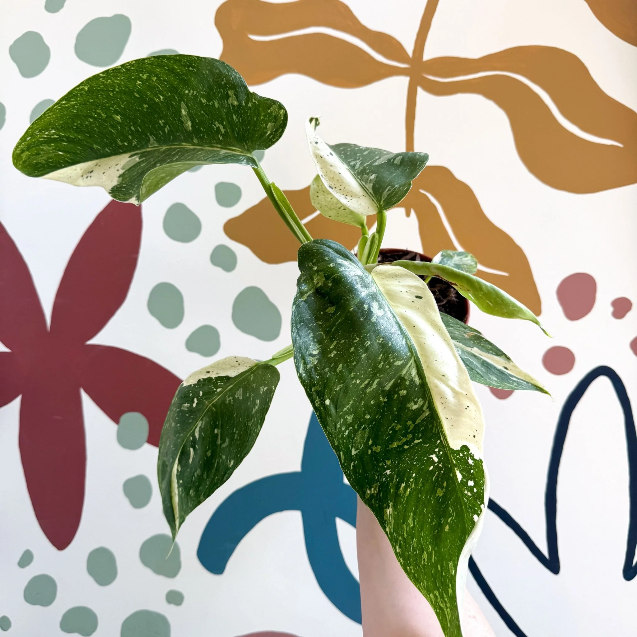 Philodendron ‘Jose Buono’ – Variegated Giant Leaf Philodendron - Image 4