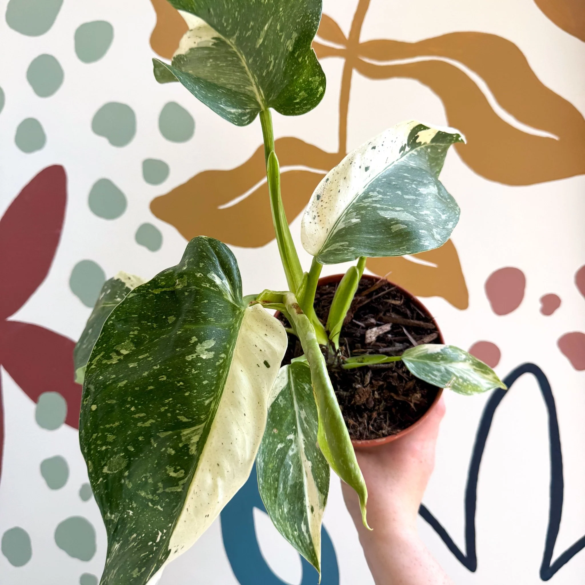 Philodendron ‘Jose Buono’ – Variegated Giant Leaf Philodendron - Image 5