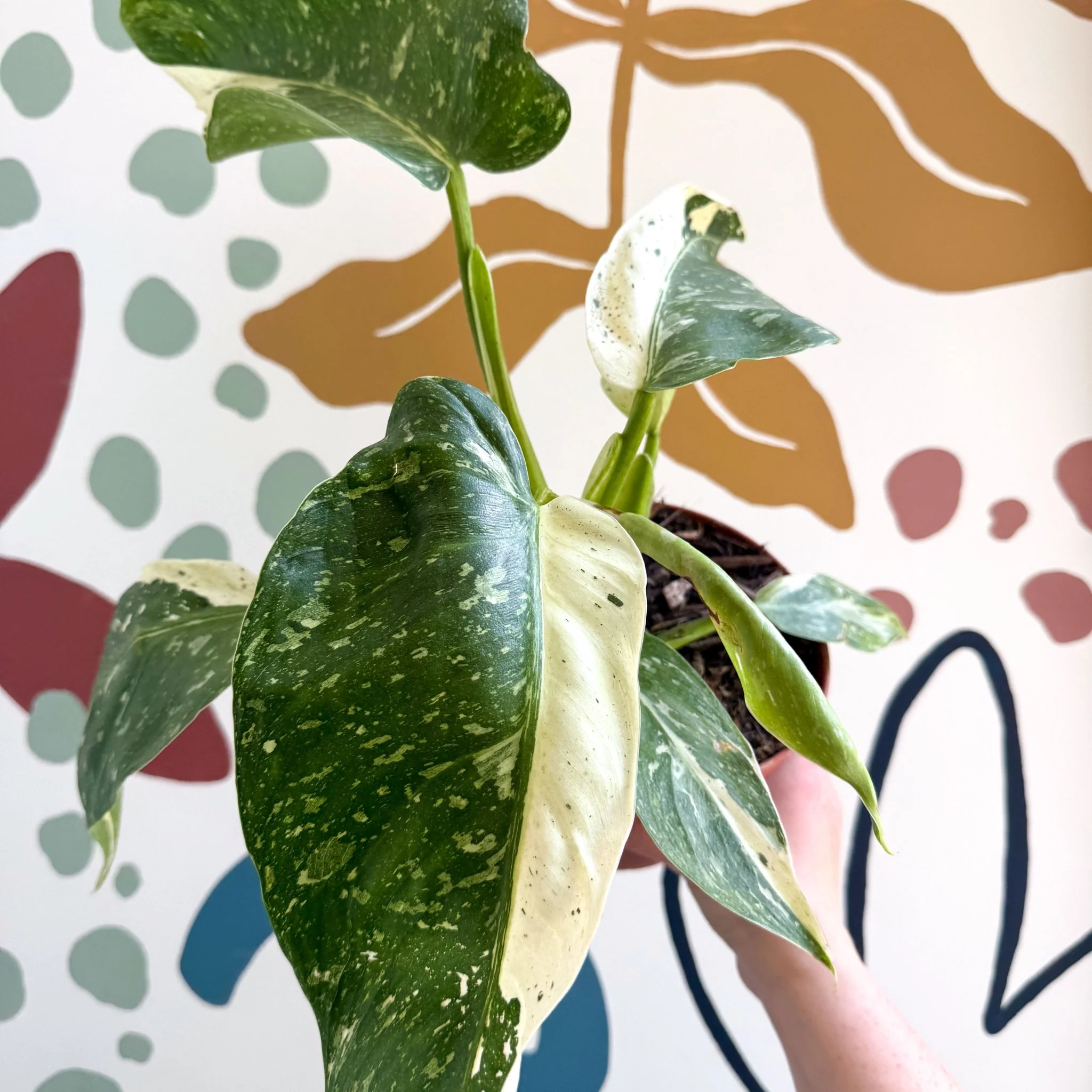 Philodendron ‘Jose Buono’ – Variegated Giant Leaf Philodendron - Image 6