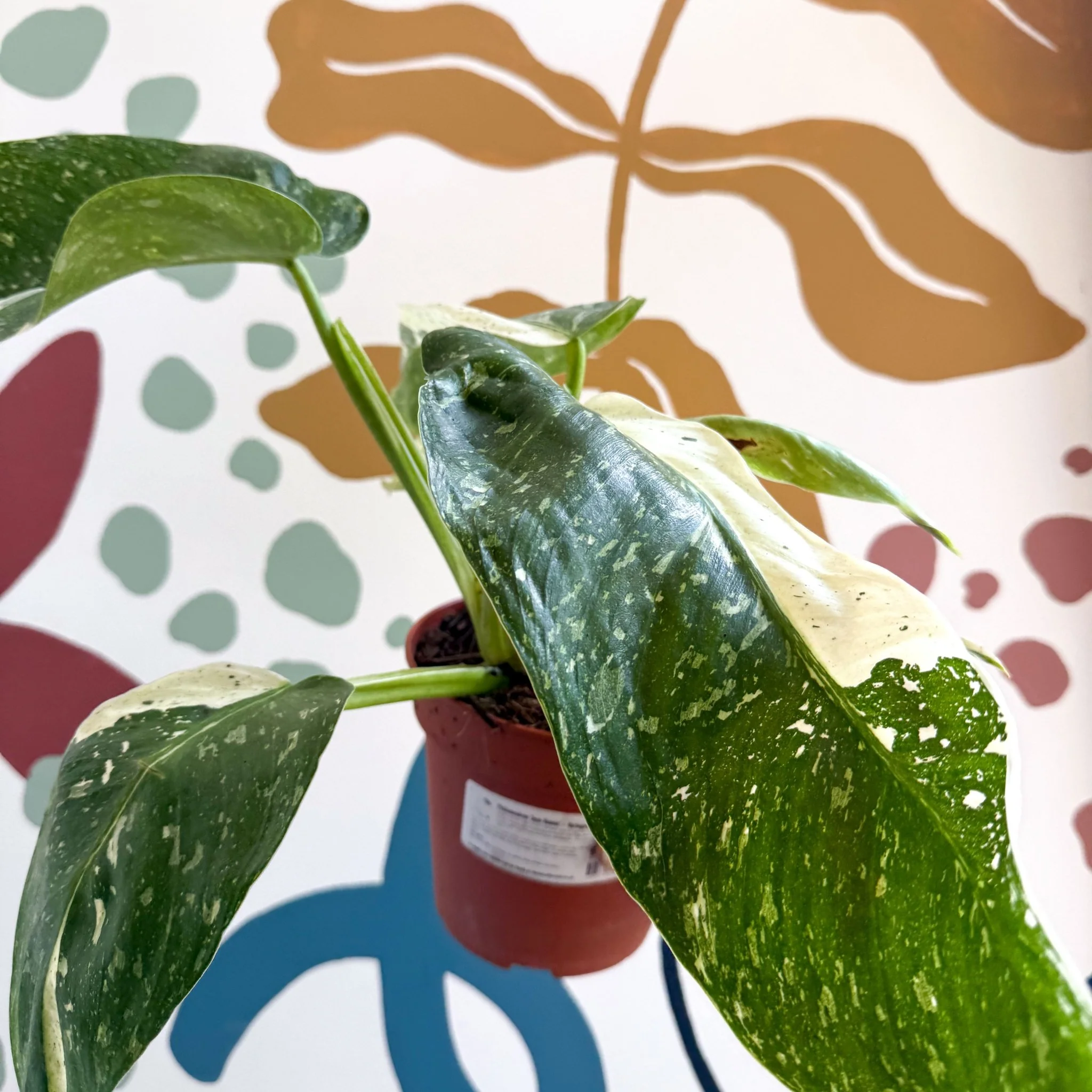 Philodendron ‘Jose Buono’ – Variegated Giant Leaf Philodendron - Image 7