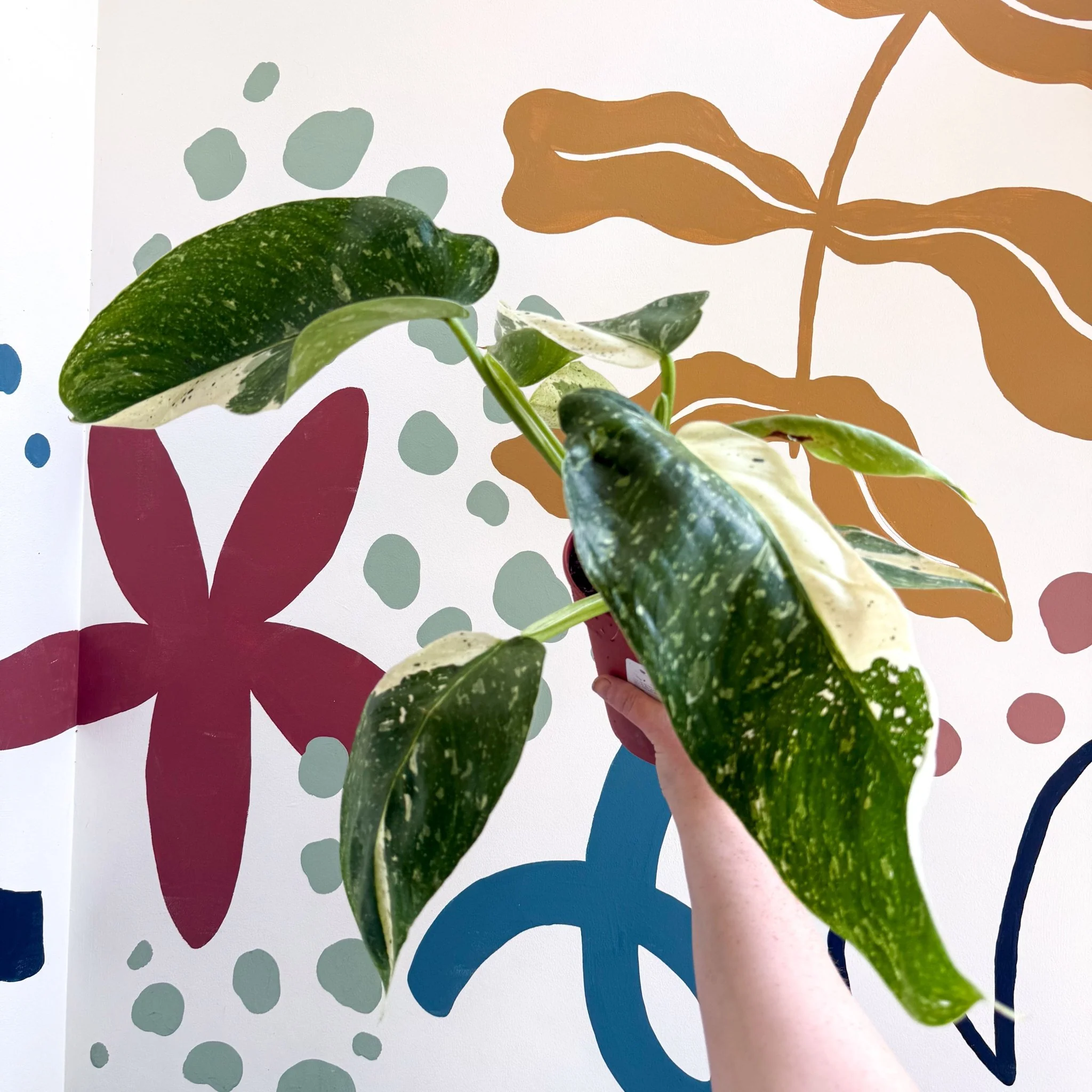 Philodendron ‘Jose Buono’ – Variegated Giant Leaf Philodendron - Image 8