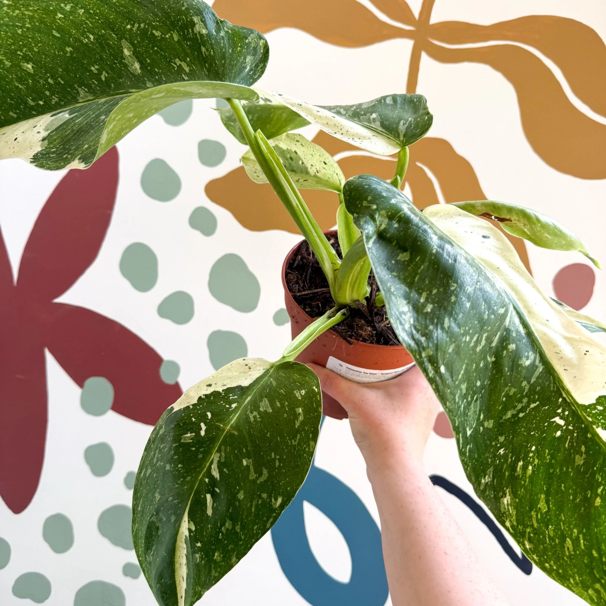 Philodendron ‘Jose Buono’ – Variegated Giant Leaf Philodendron - Image 9