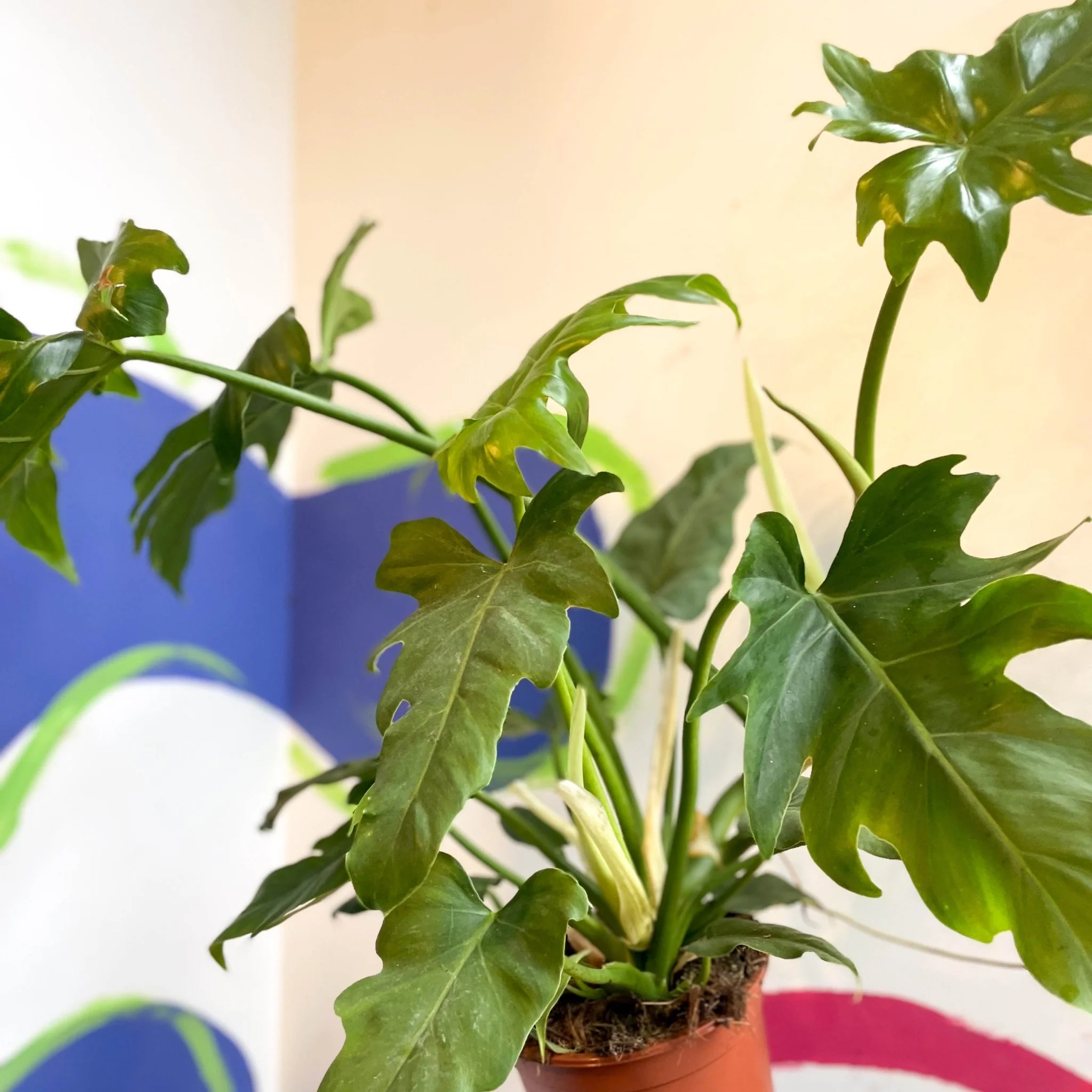 Philodendron lacerum