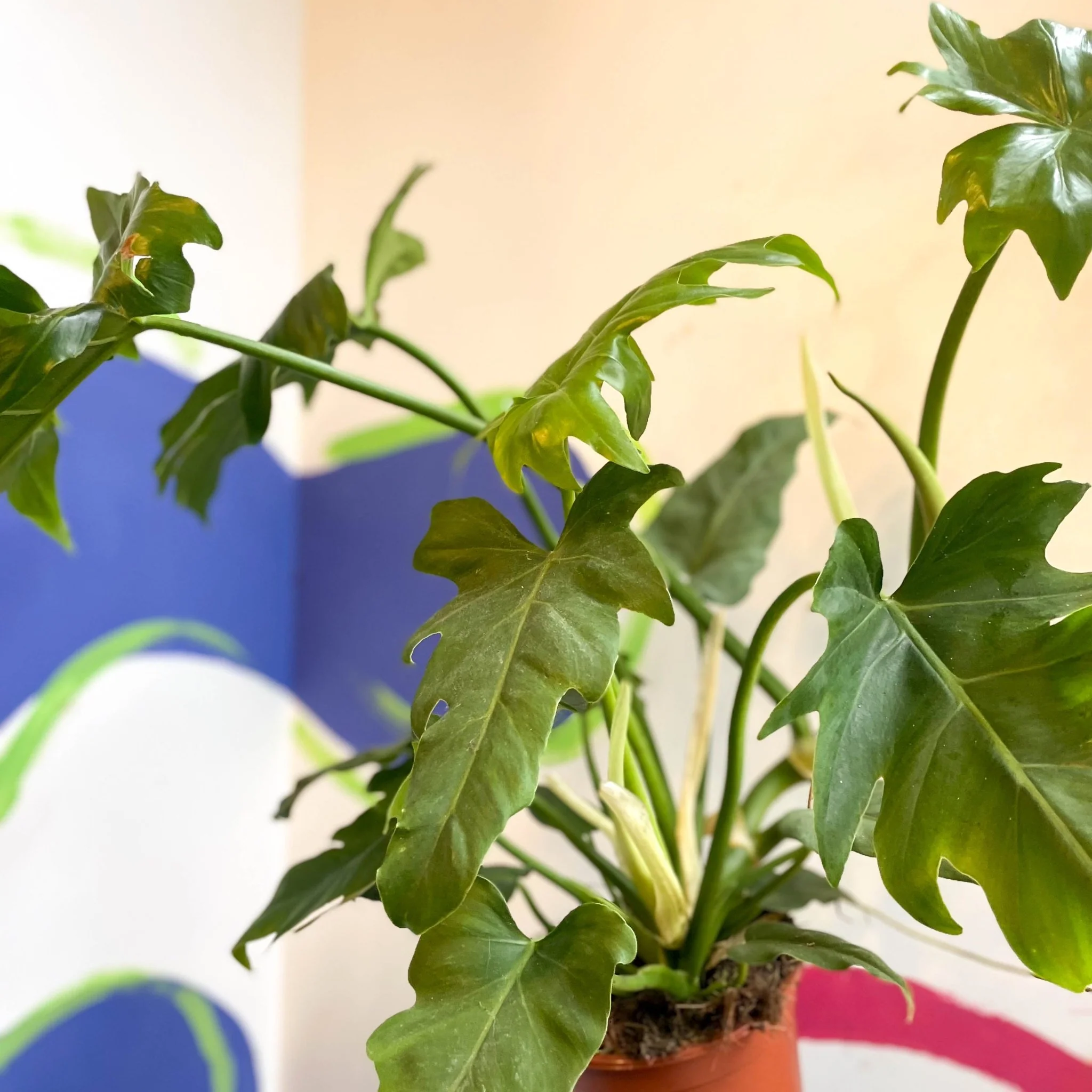 Philodendron lacerum - Image 2