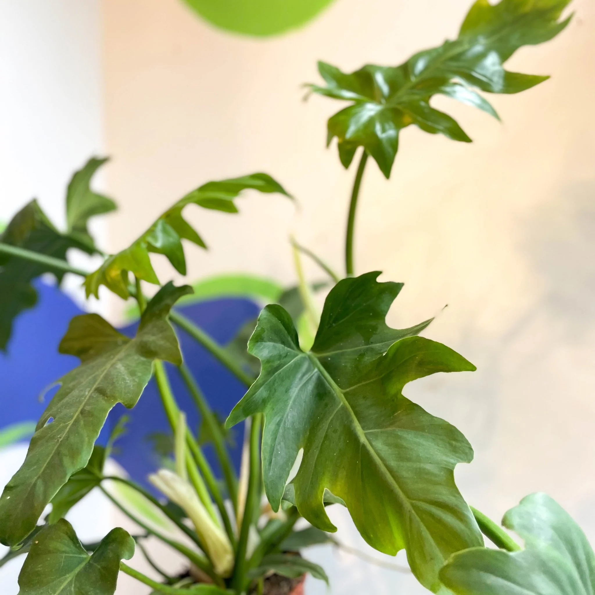 Philodendron lacerum - Image 3