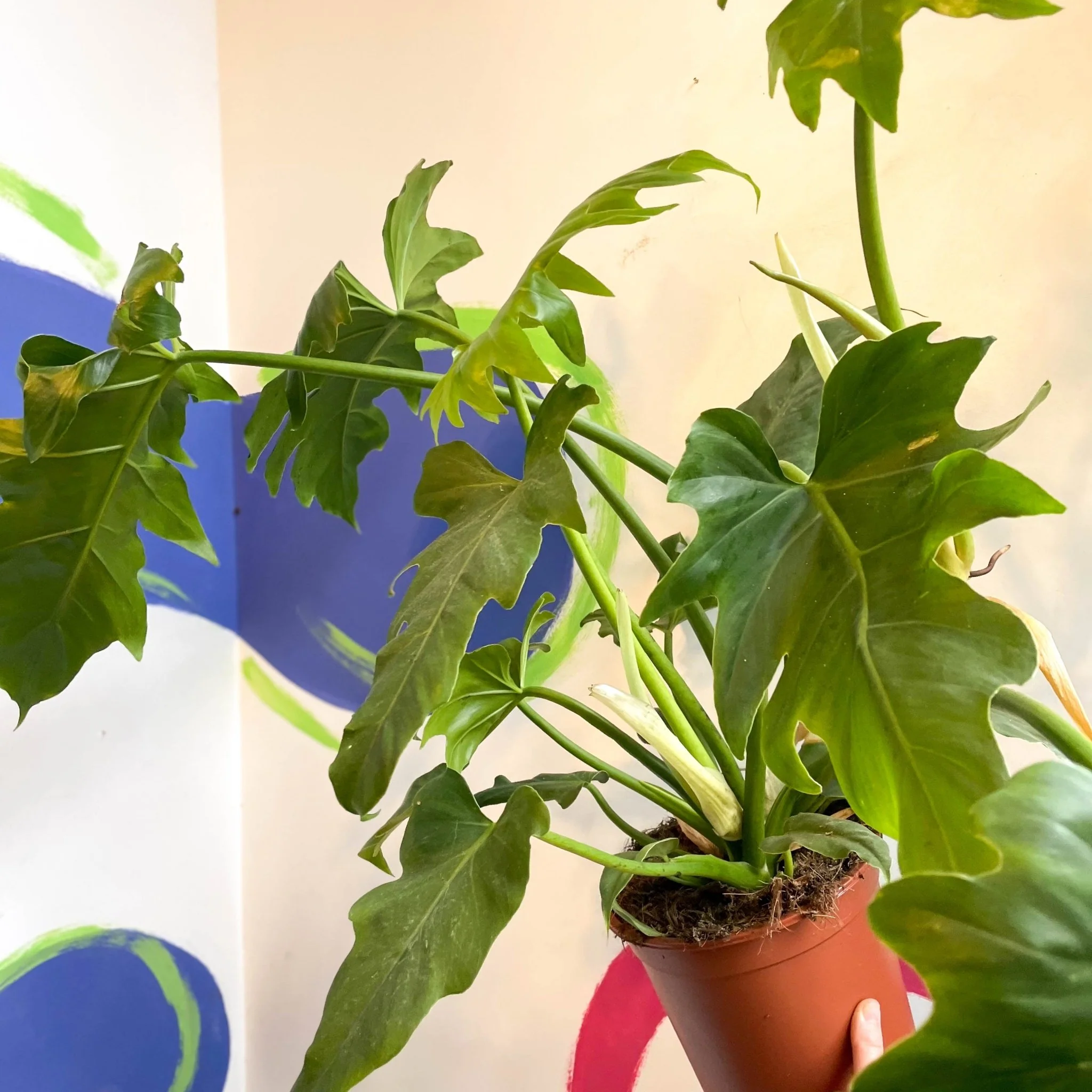 Philodendron lacerum - Image 4