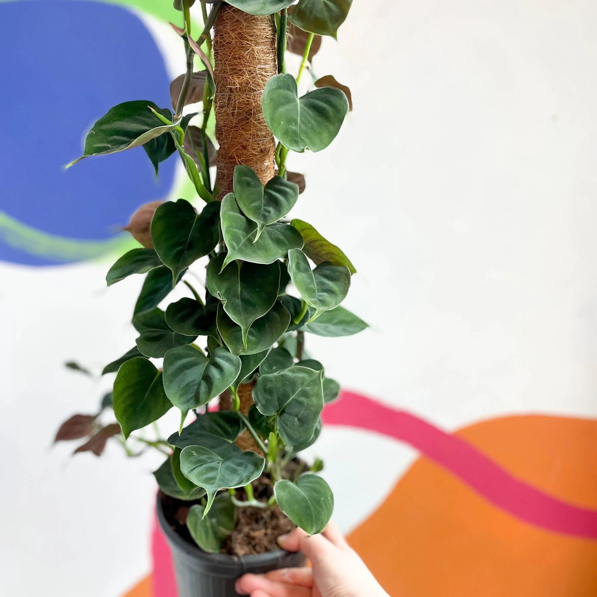 Philodendron lupinum