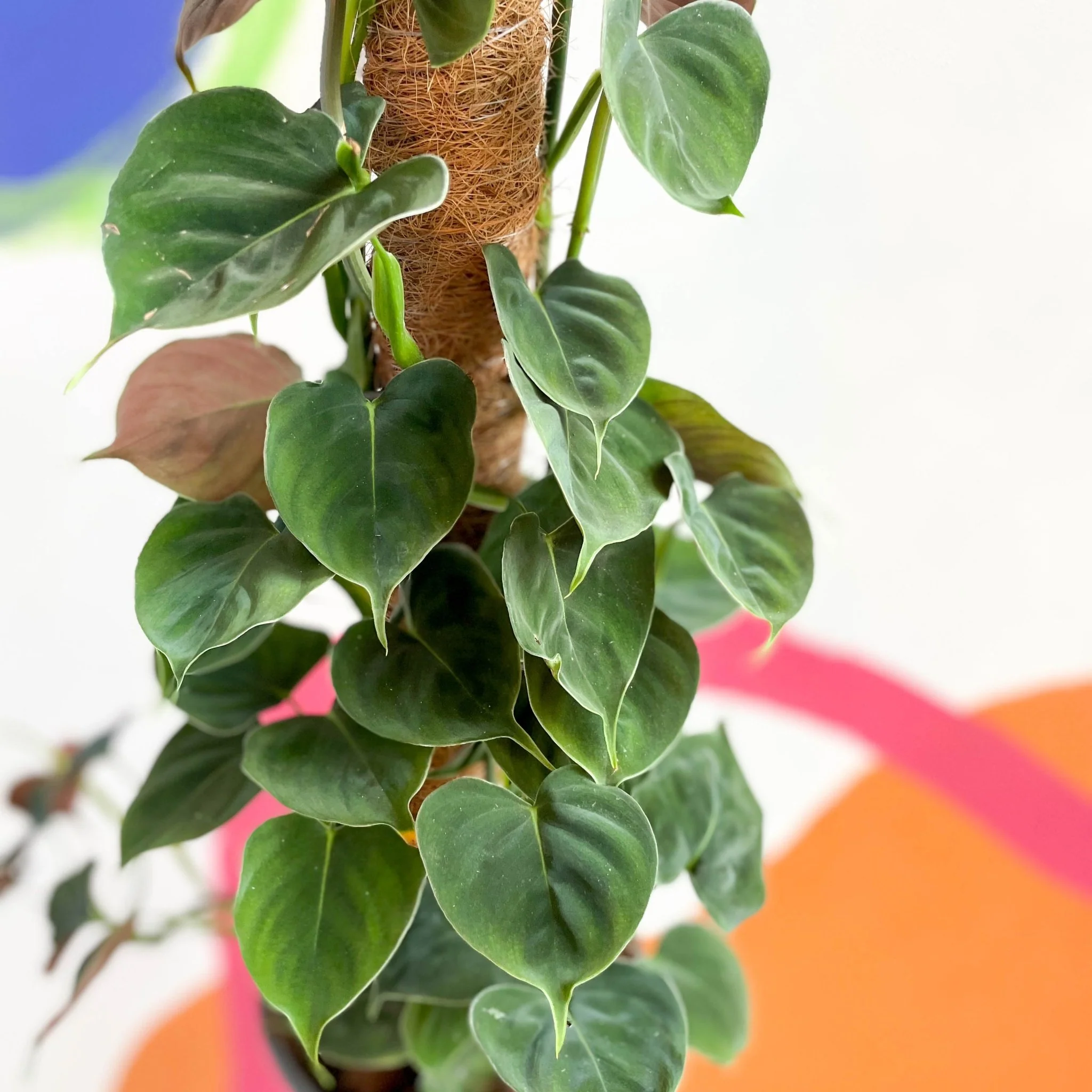 Philodendron lupinum - Image 2